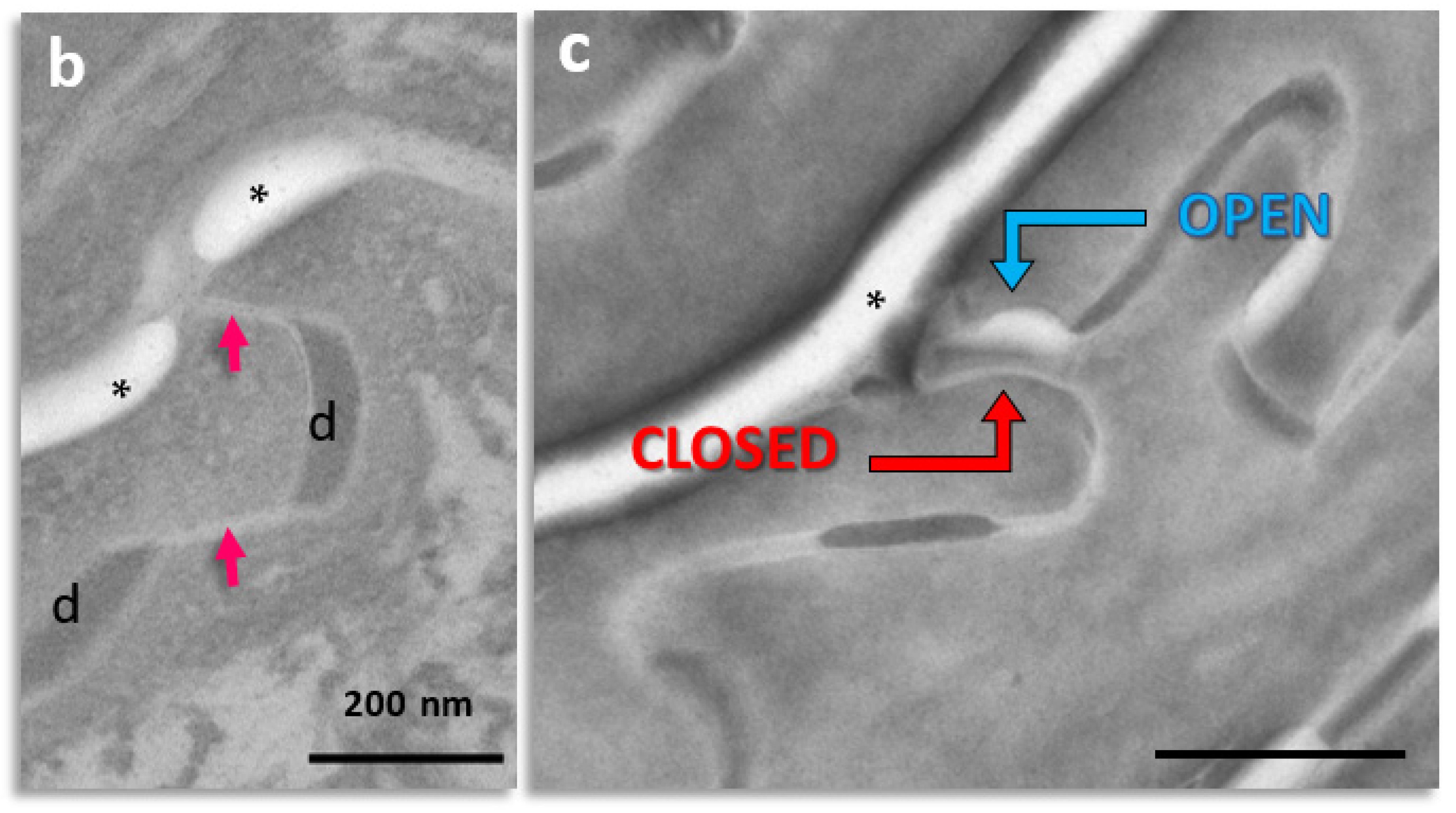 Ijms 23 07486 g001b Ijms 23 07486 g001b