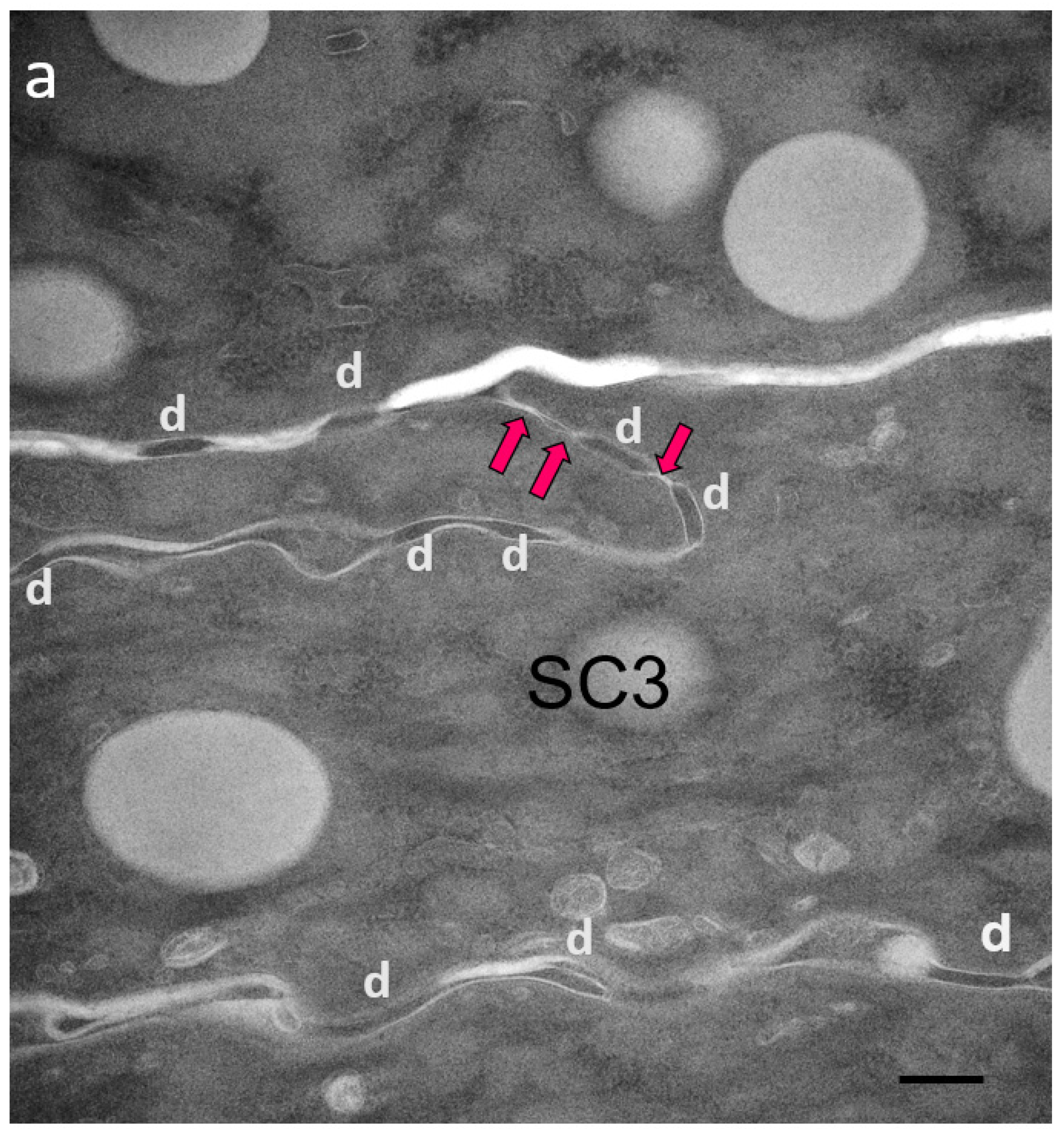 Ijms 23 07486 g002a Ijms 23 07486 g002a