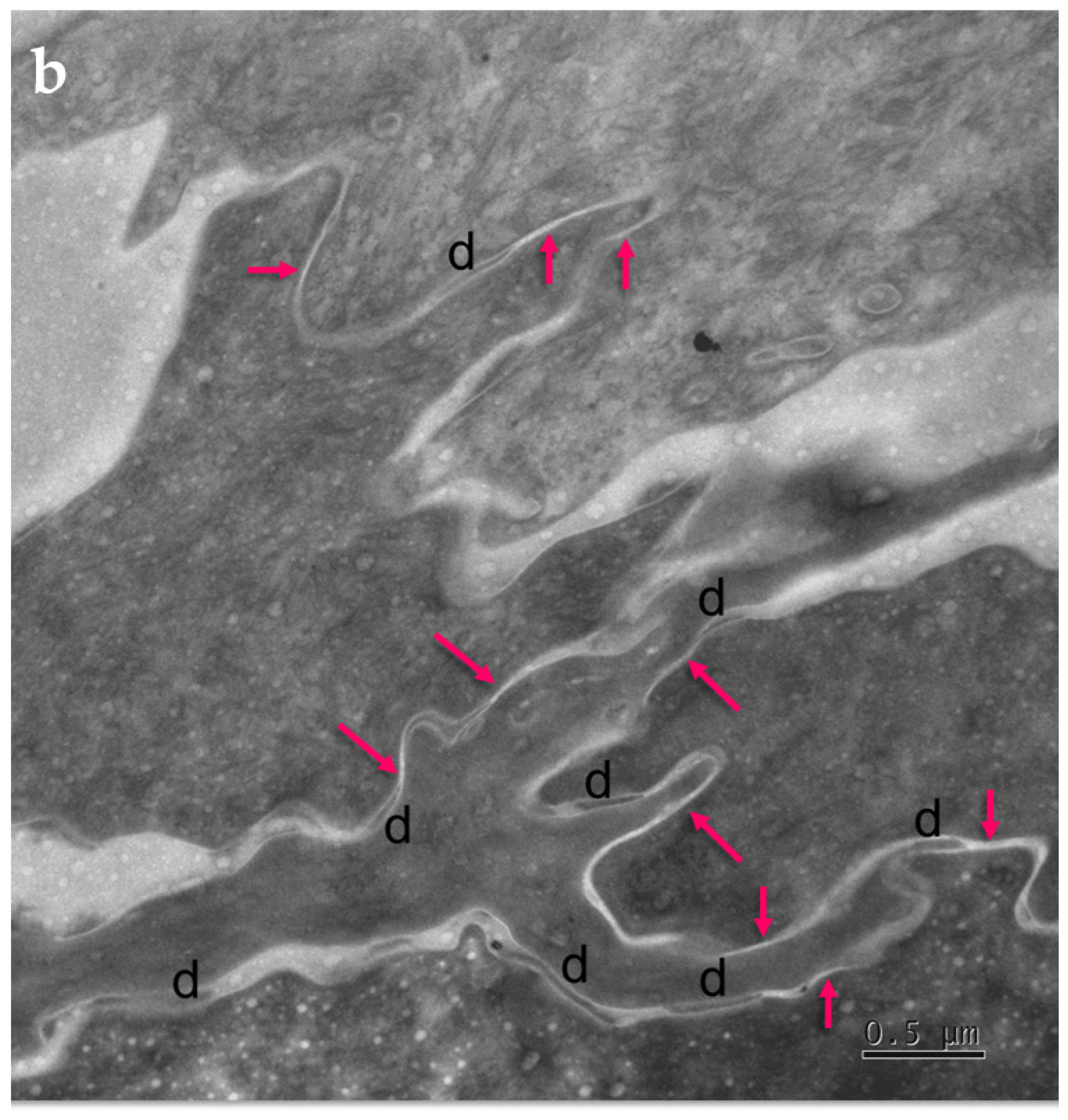 Ijms 23 07486 g004b Ijms 23 07486 g004b