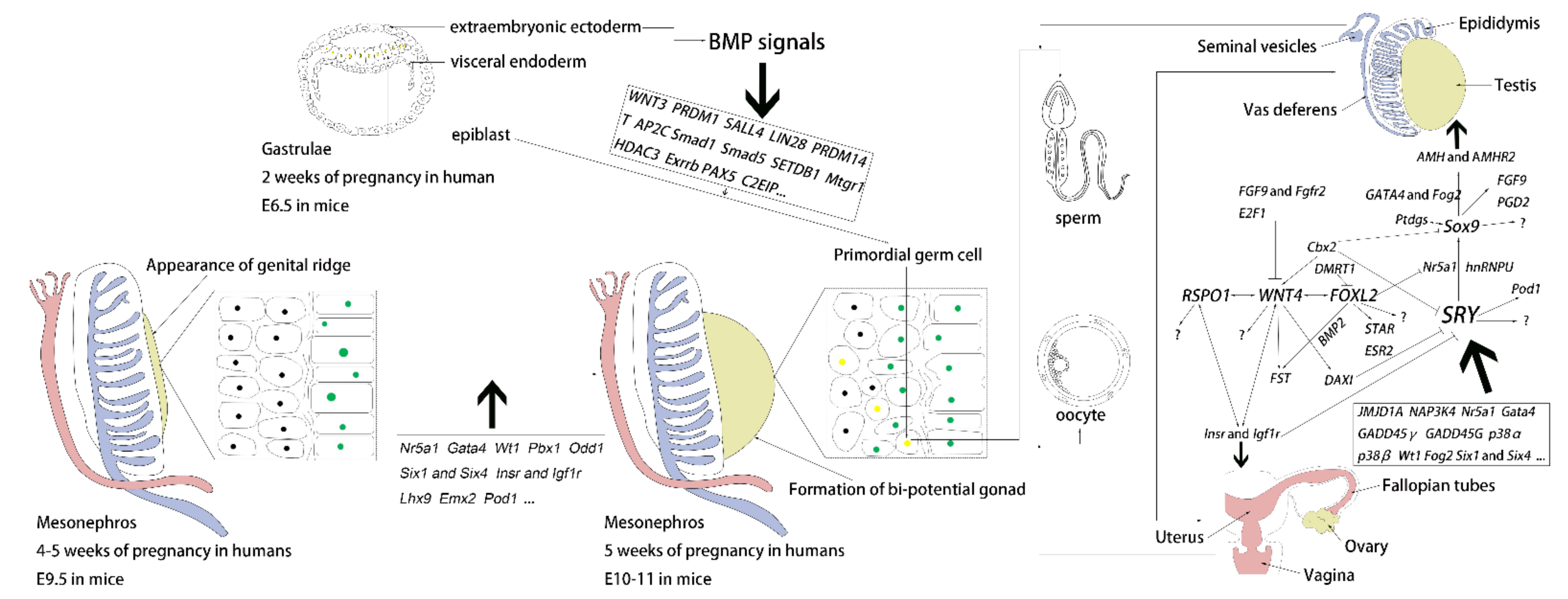 what role does the sry gene play in triggering gonadal development