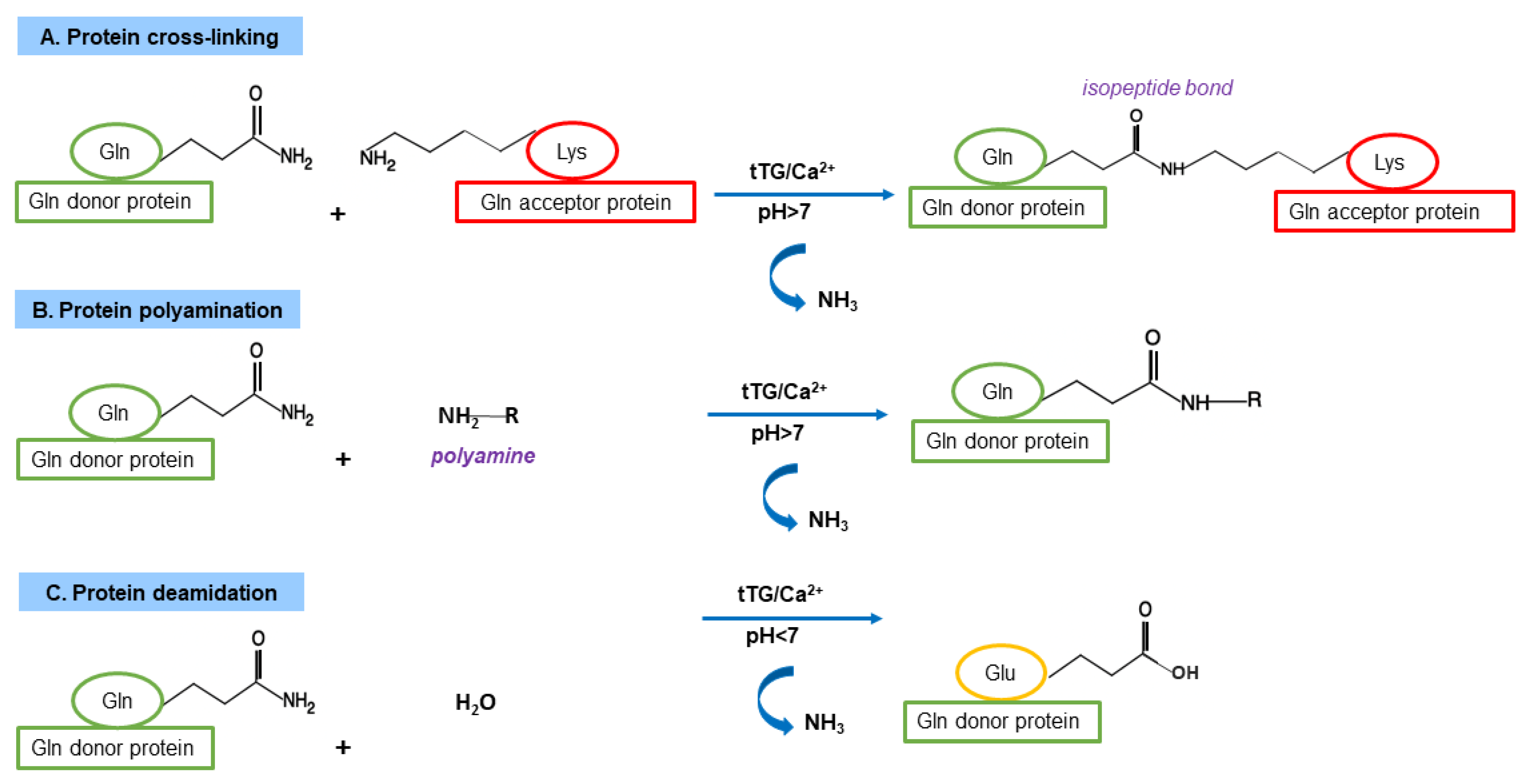 Ijms 23 07513 g002 Ijms 23 07513 g002