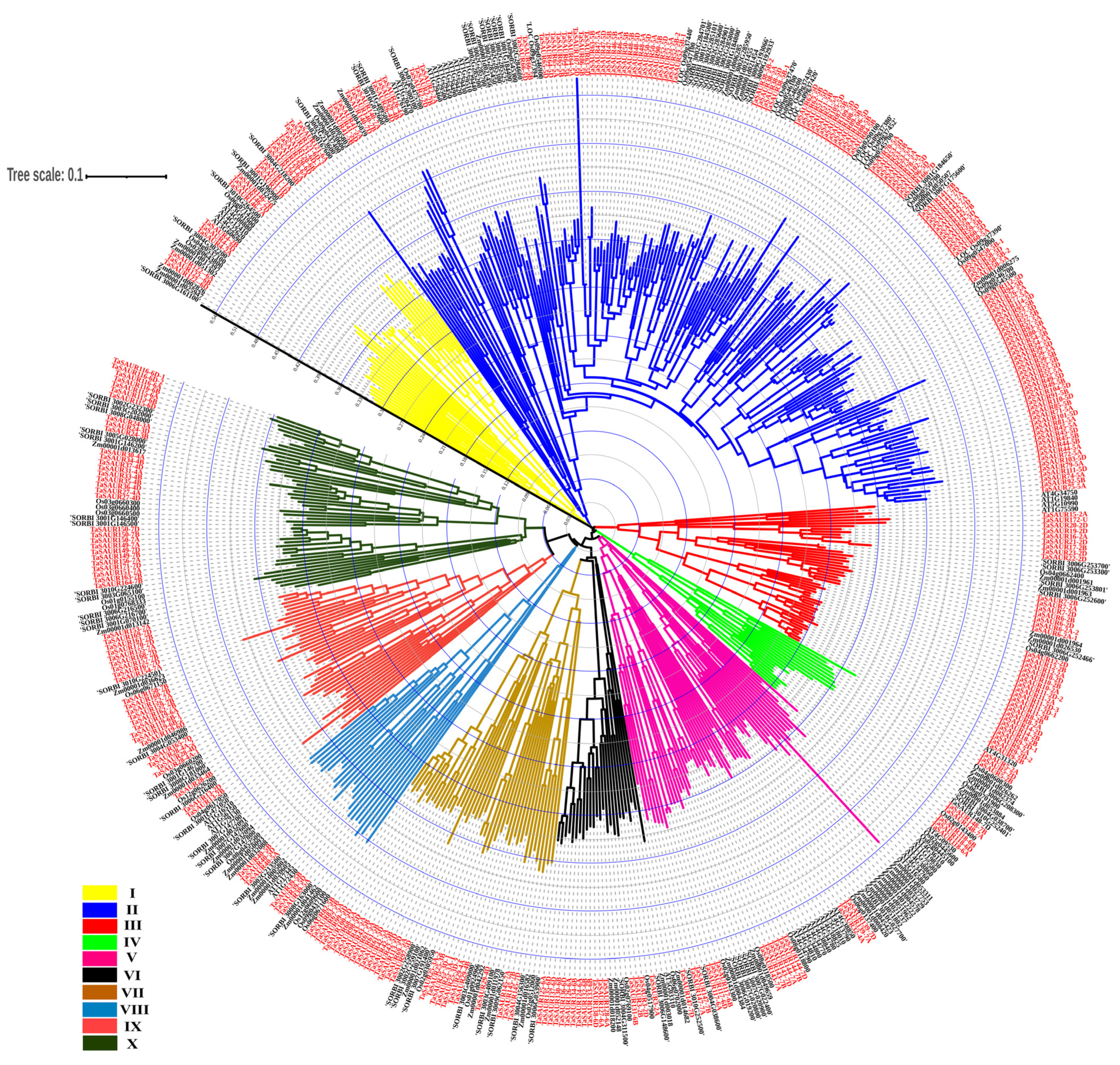 IJMS | Free Full-Text | Genome-Wide Identification of TaSAUR Gene