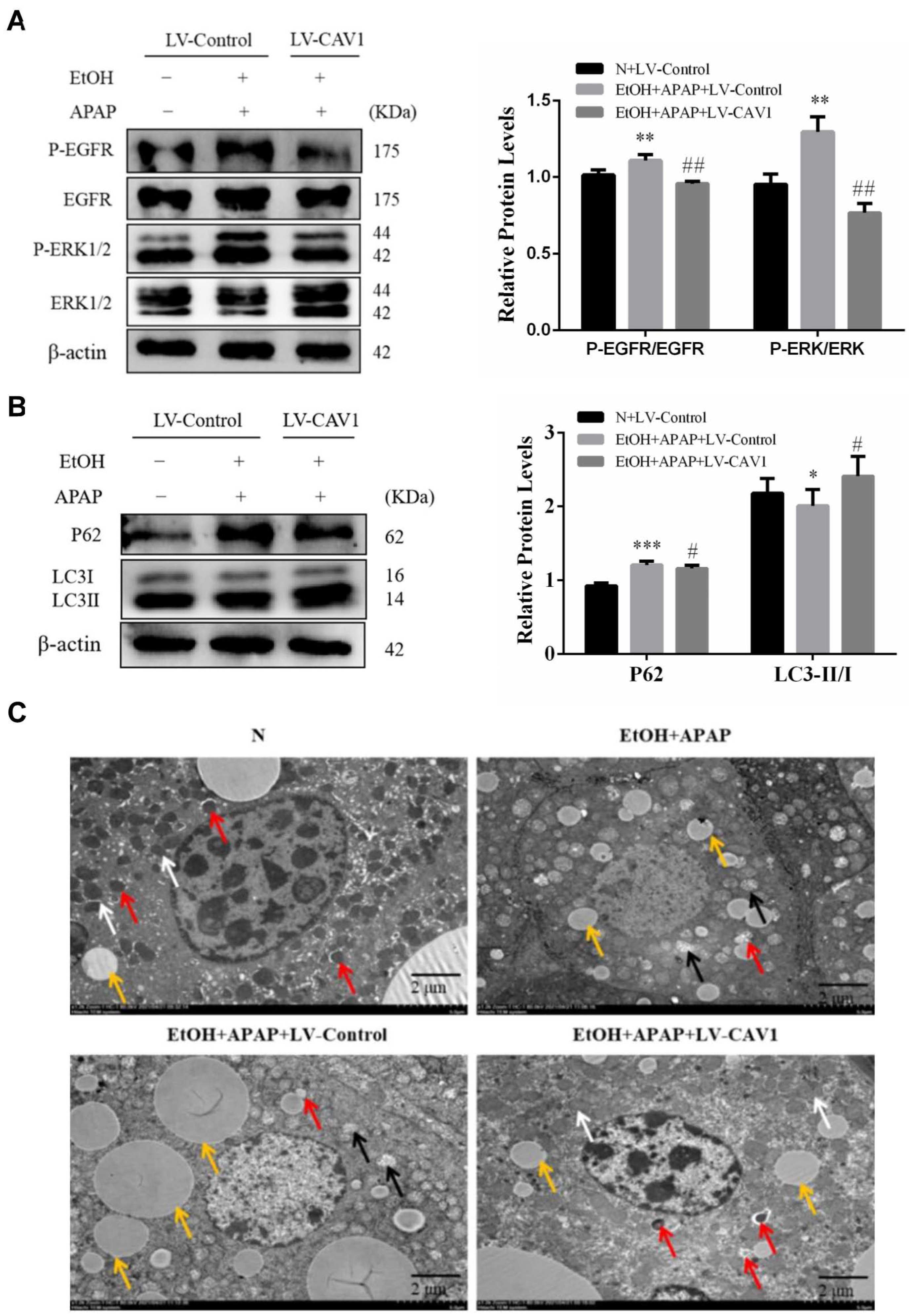 Ijms 23 07587 g004 Ijms 23 07587 g004