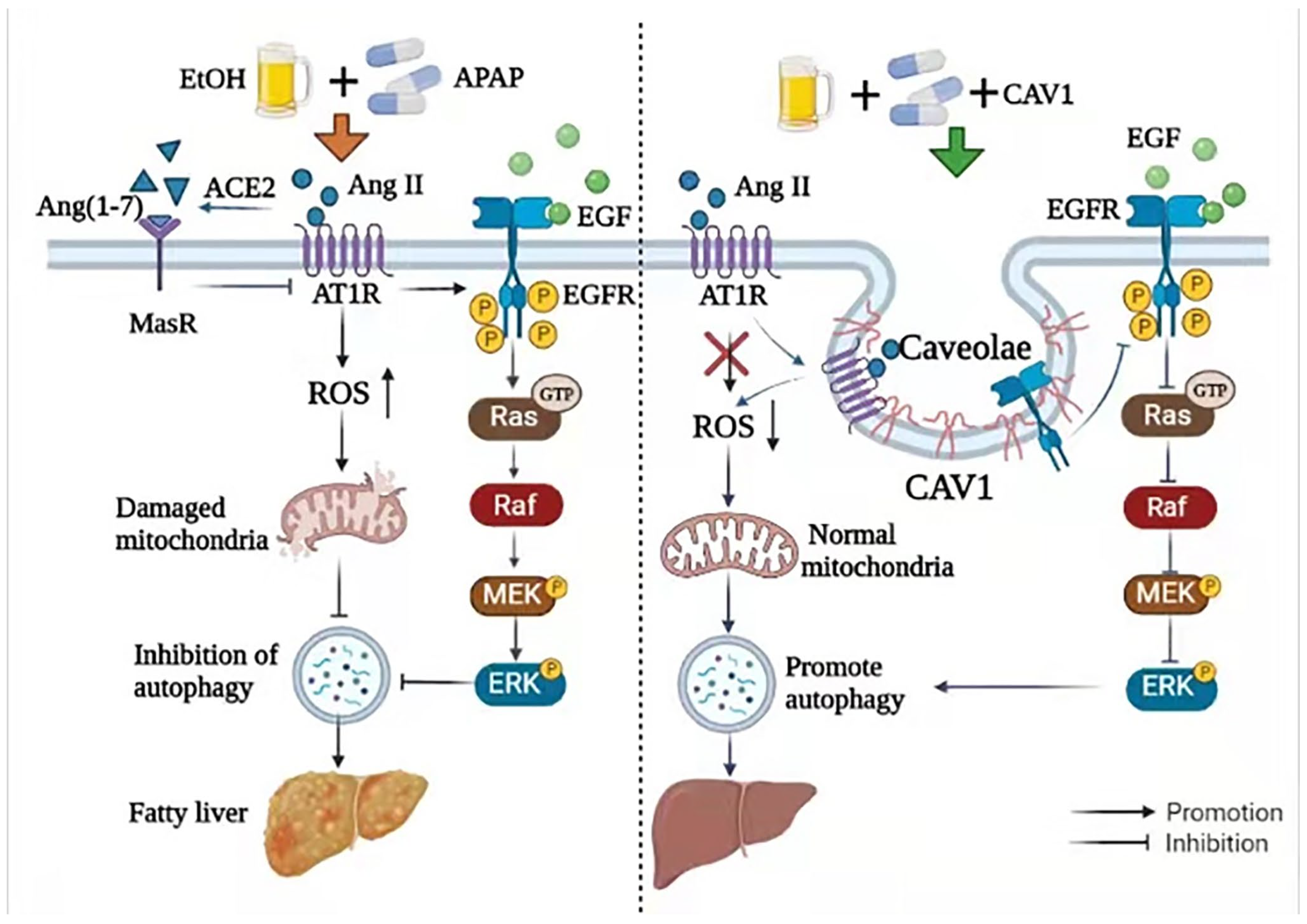 Ijms 23 07587 g009 Ijms 23 07587 g009