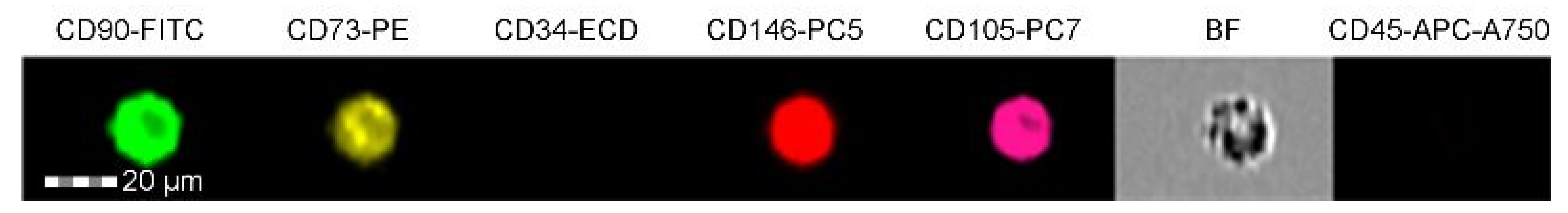 Ijms 23 07630 g002 Ijms 23 07630 g002