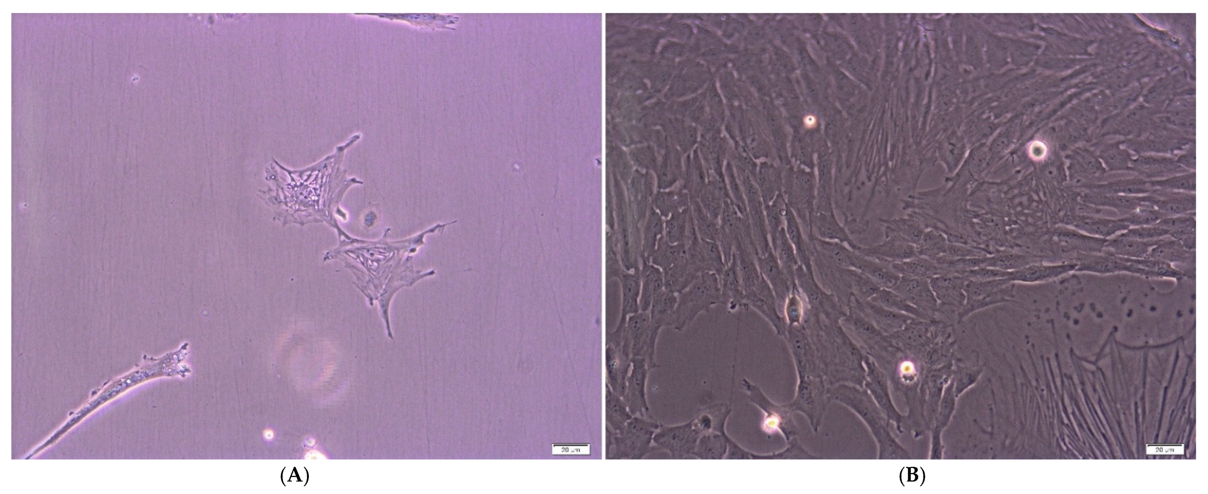 Ijms 23 07630 g003 Ijms 23 07630 g003