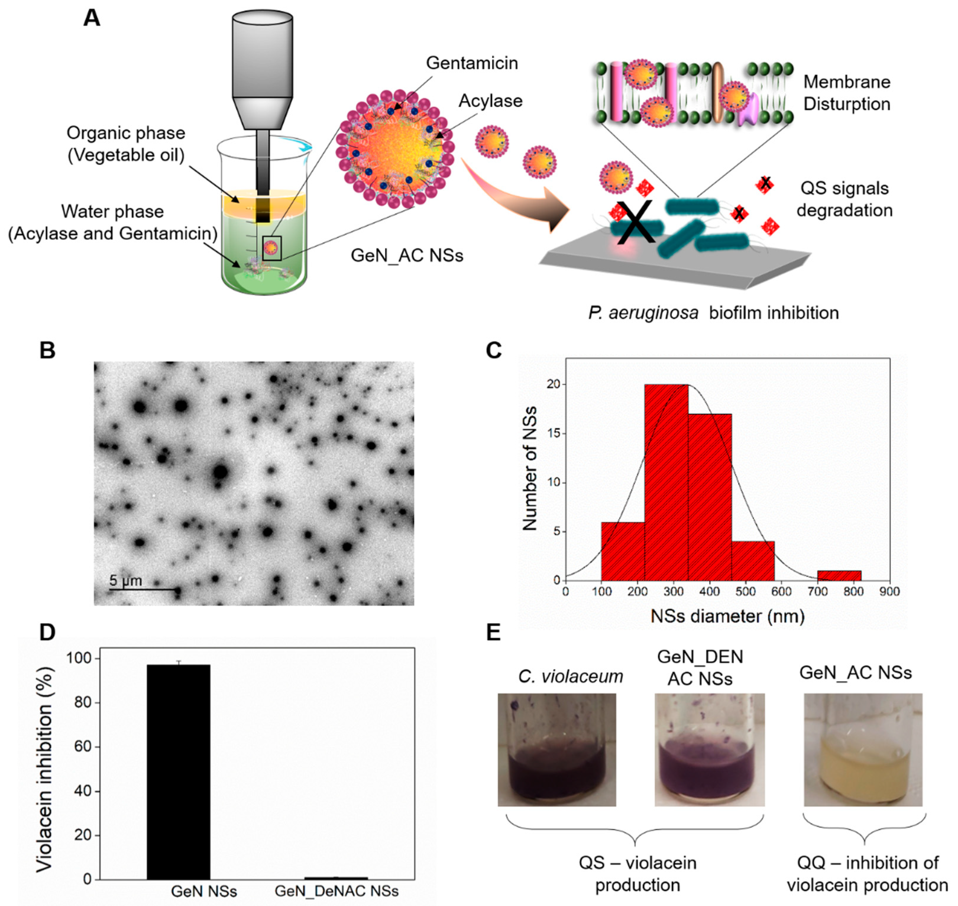 Ijms Free Full Text Nano Formulation Endows Quorum Quenching Enzyme Antibiotic Hybrids With Improved Antibacterial And Antibiofilm Activities Against Pseudomonas Aeruginosa Html