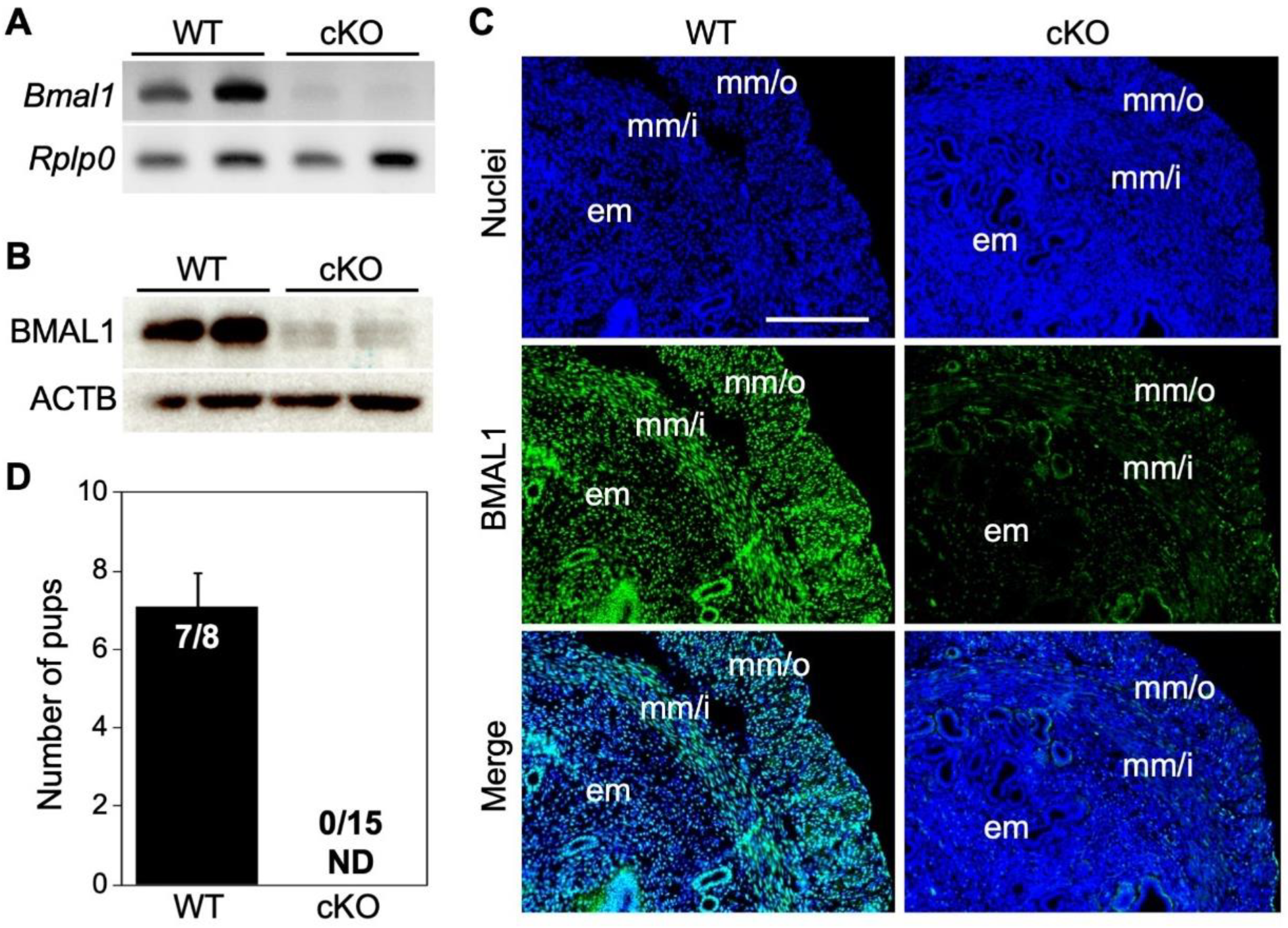 Ijms 23 07637 g001 Ijms 23 07637 g001