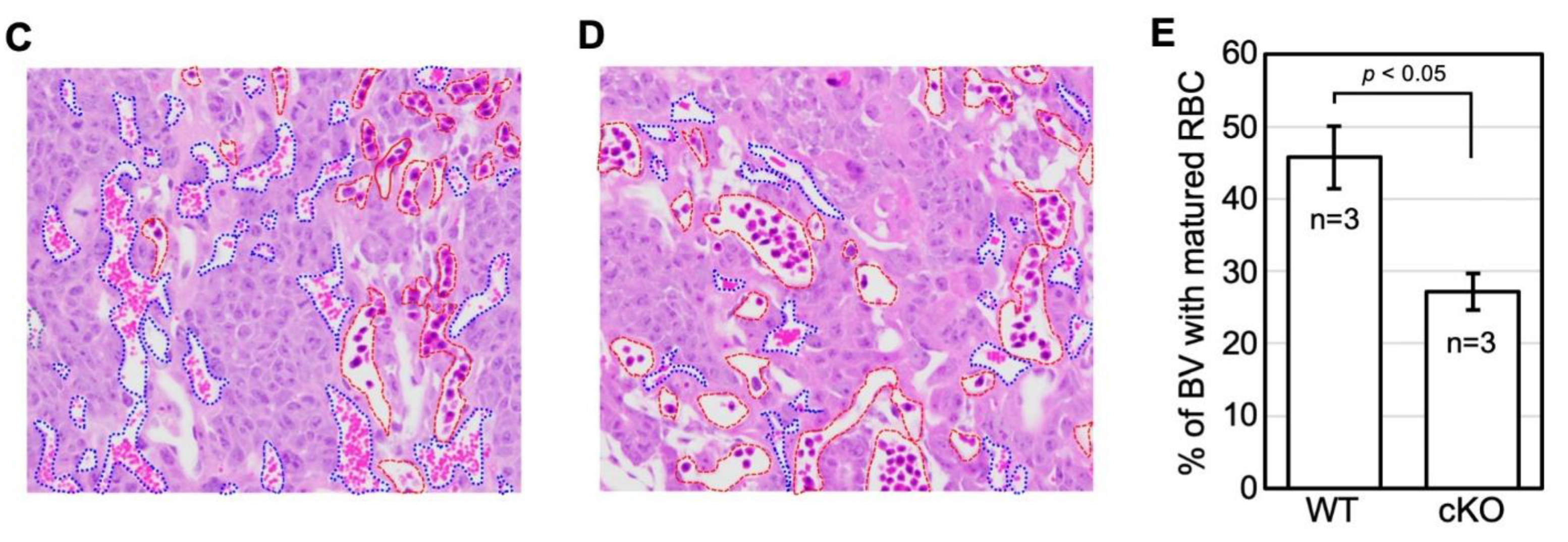 Ijms 23 07637 g003b Ijms 23 07637 g003b