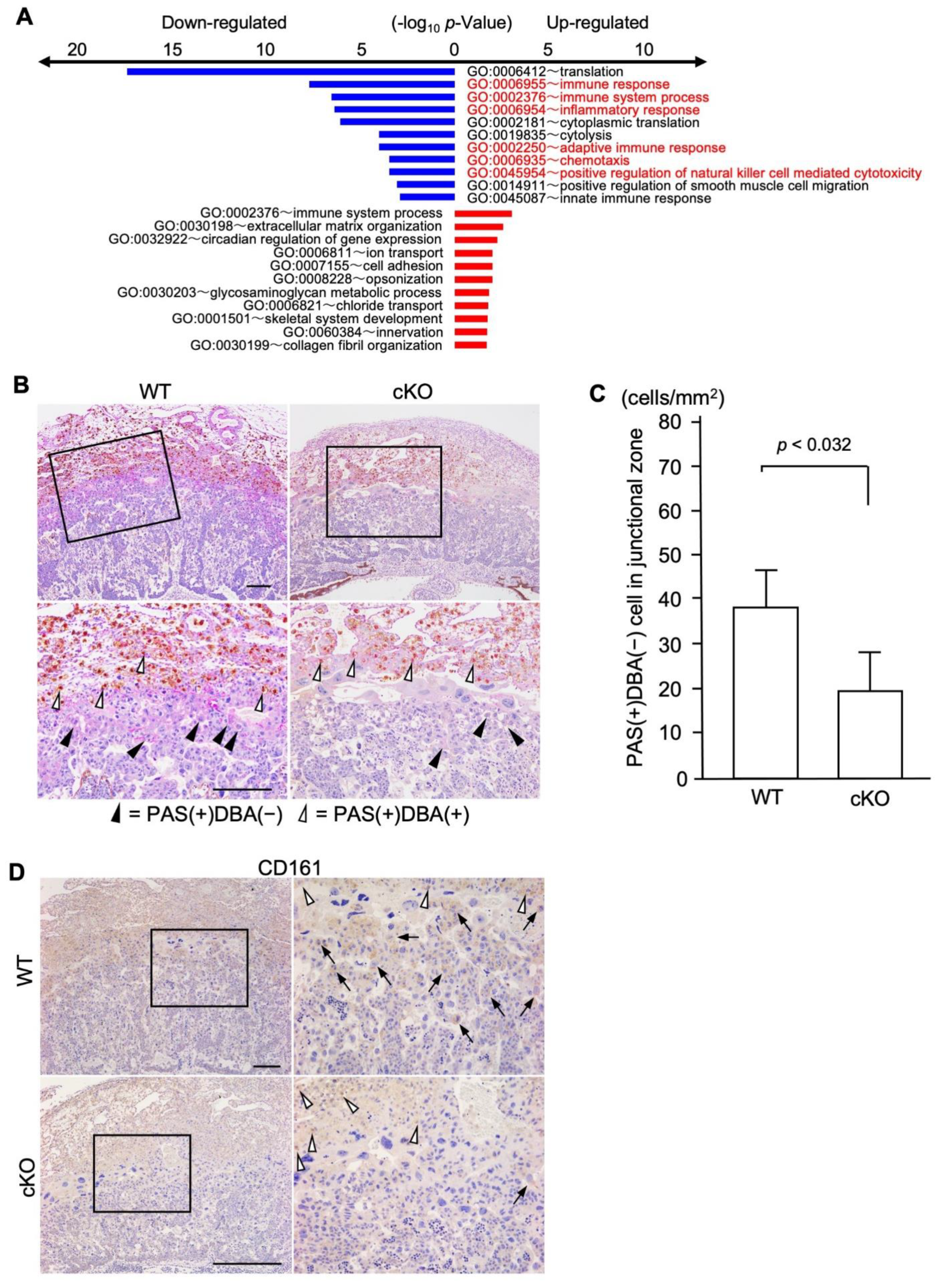 Ijms 23 07637 g004 Ijms 23 07637 g004