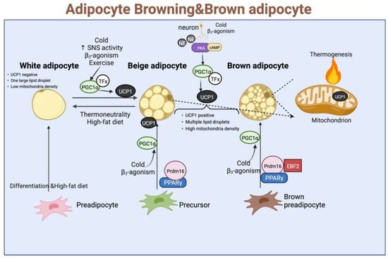 IJMS | Free Full-Text | Factors Associated with White Fat Browning