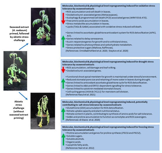 Current Insights into the Molecular Mode of Action of Seaweed 