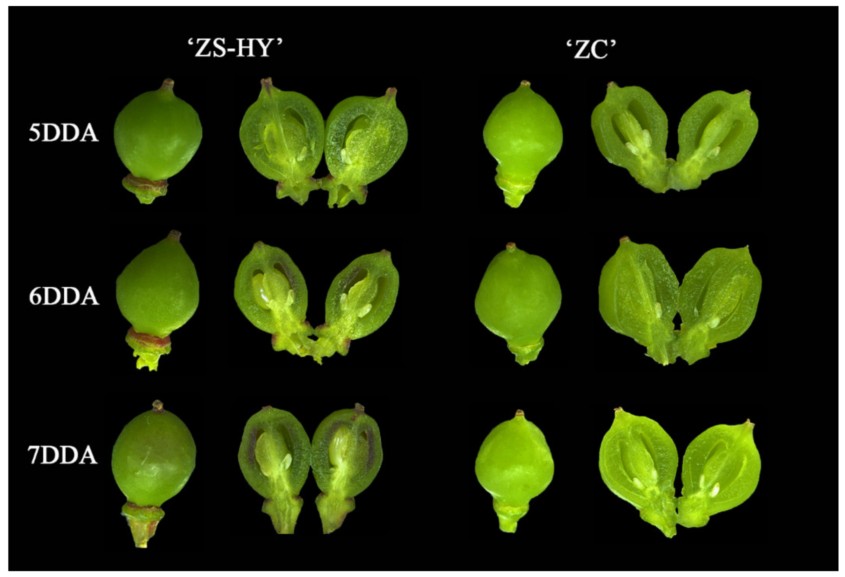 Ijms 23 07717 g007 Ijms 23 07717 g007