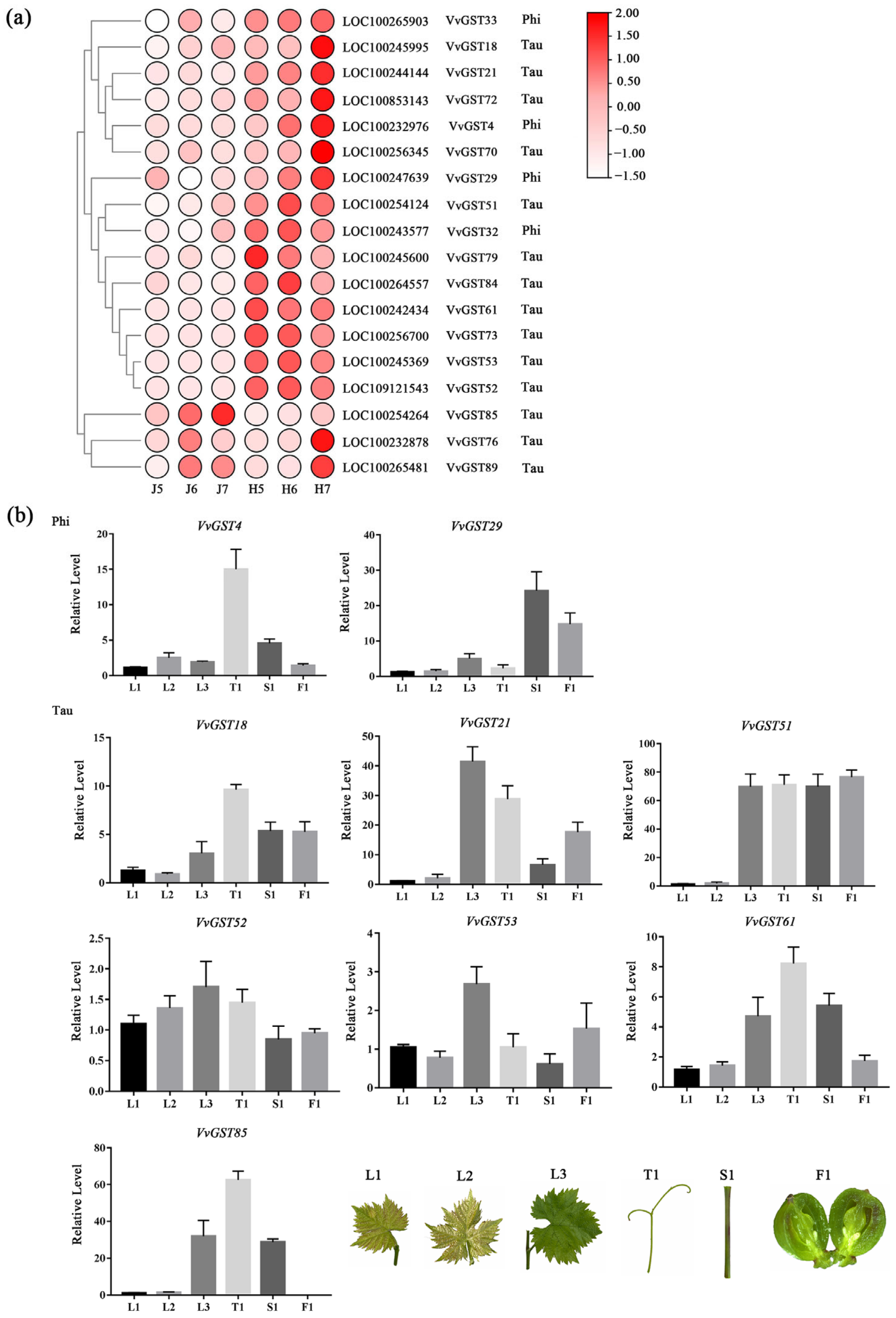 Ijms 23 07717 g008 Ijms 23 07717 g008