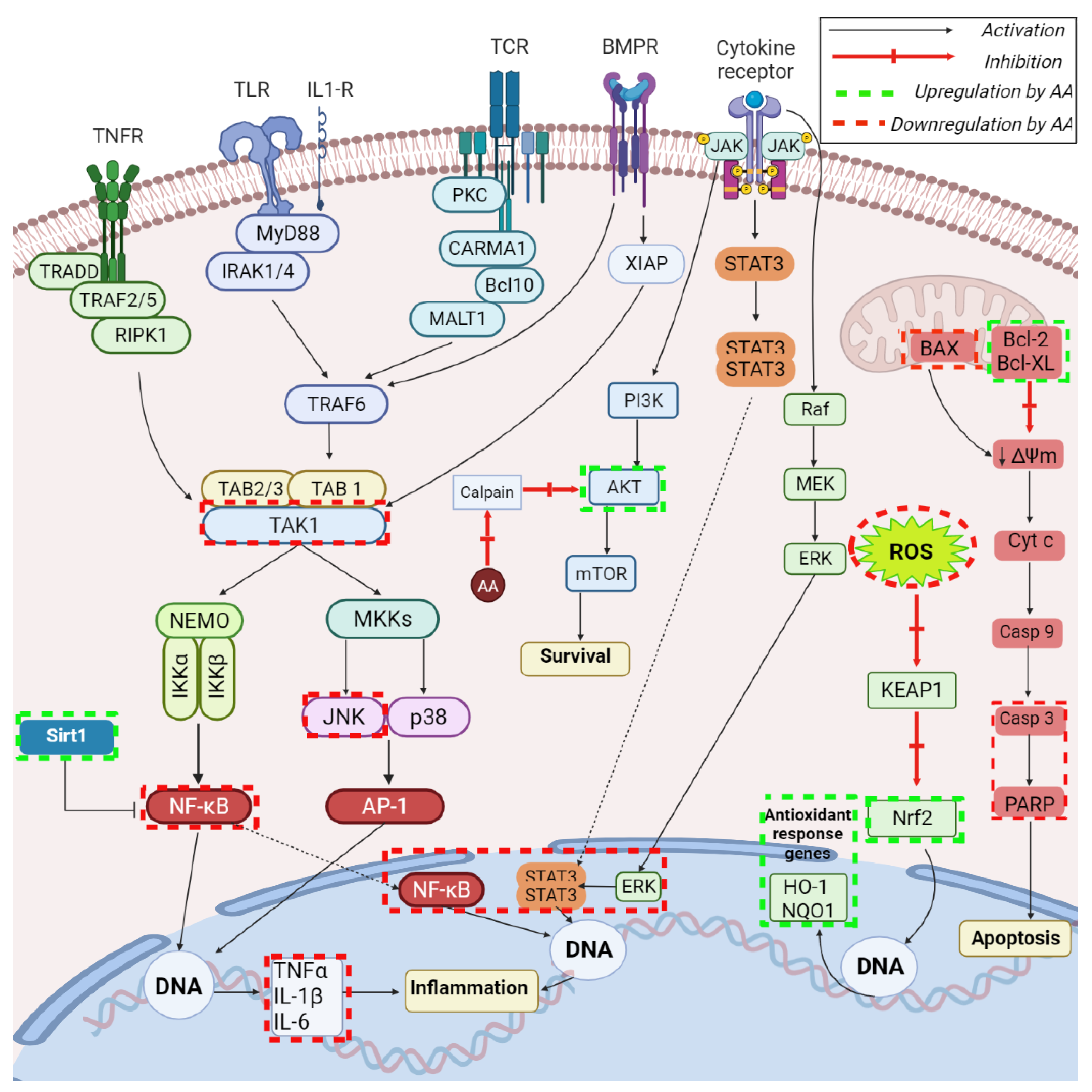 IJMS | Free Full-Text | Recent Advances Regarding the Molecular ...