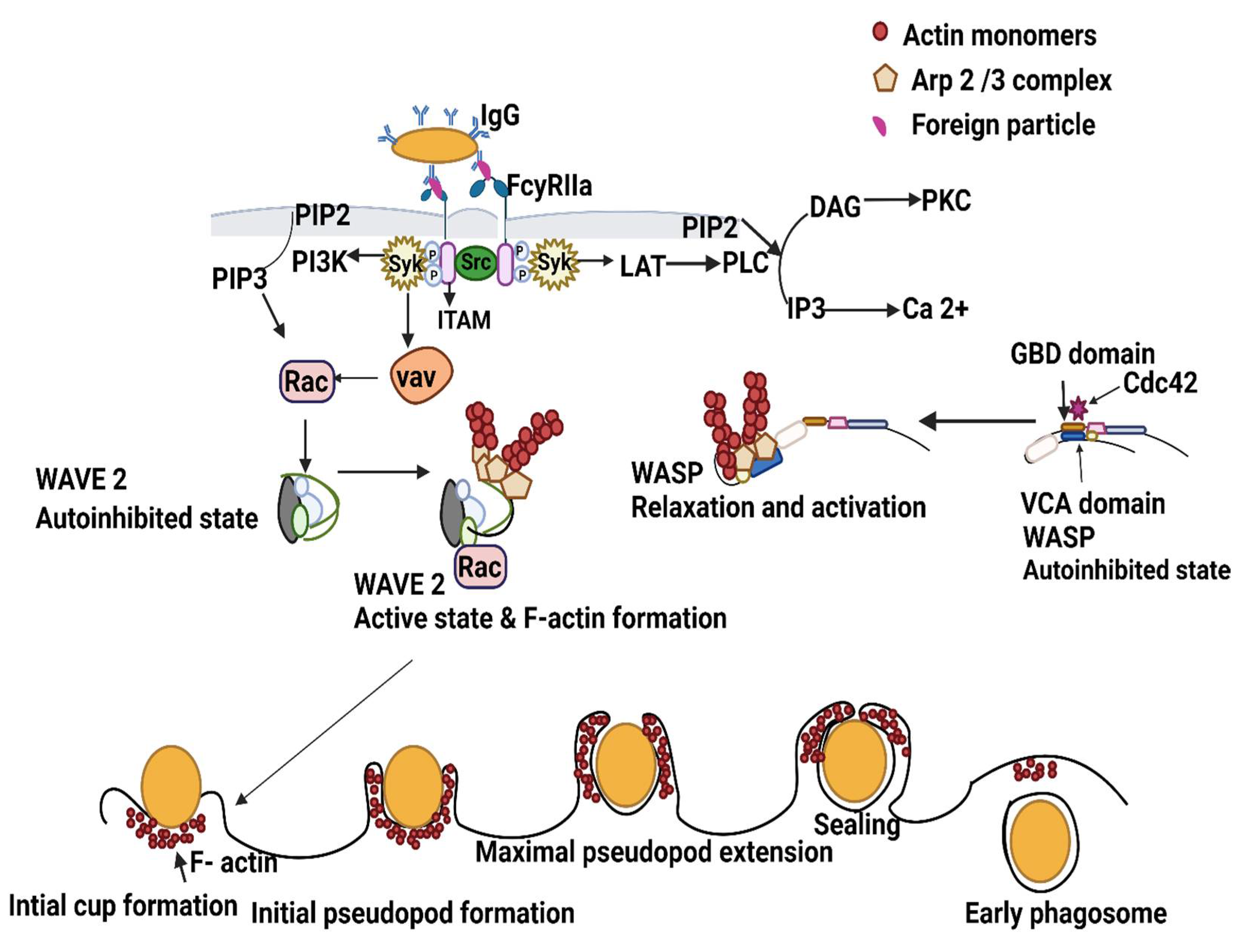 Ijms 23 07750 g001 Ijms 23 07750 g001