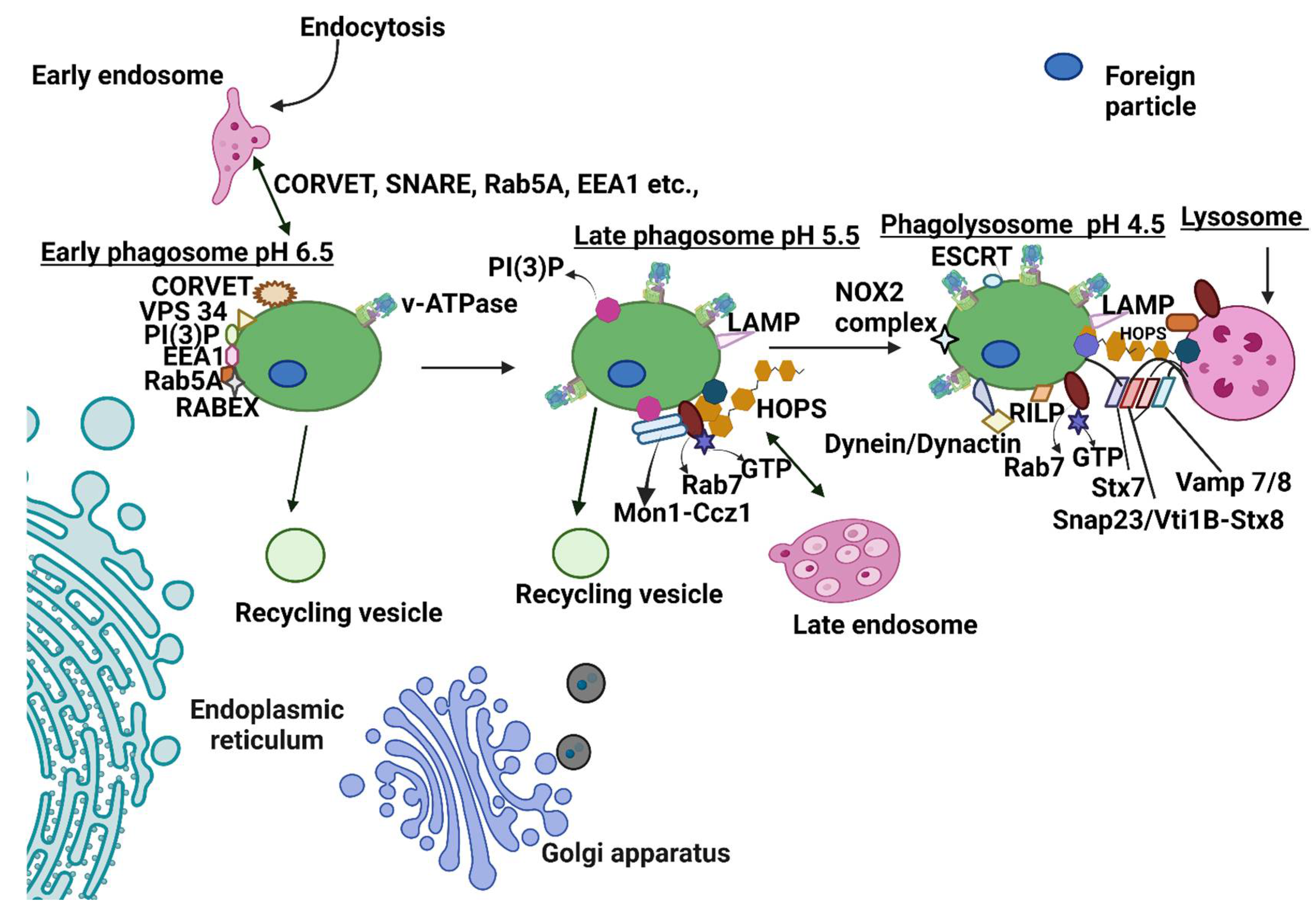 Ijms 23 07750 g002 Ijms 23 07750 g002