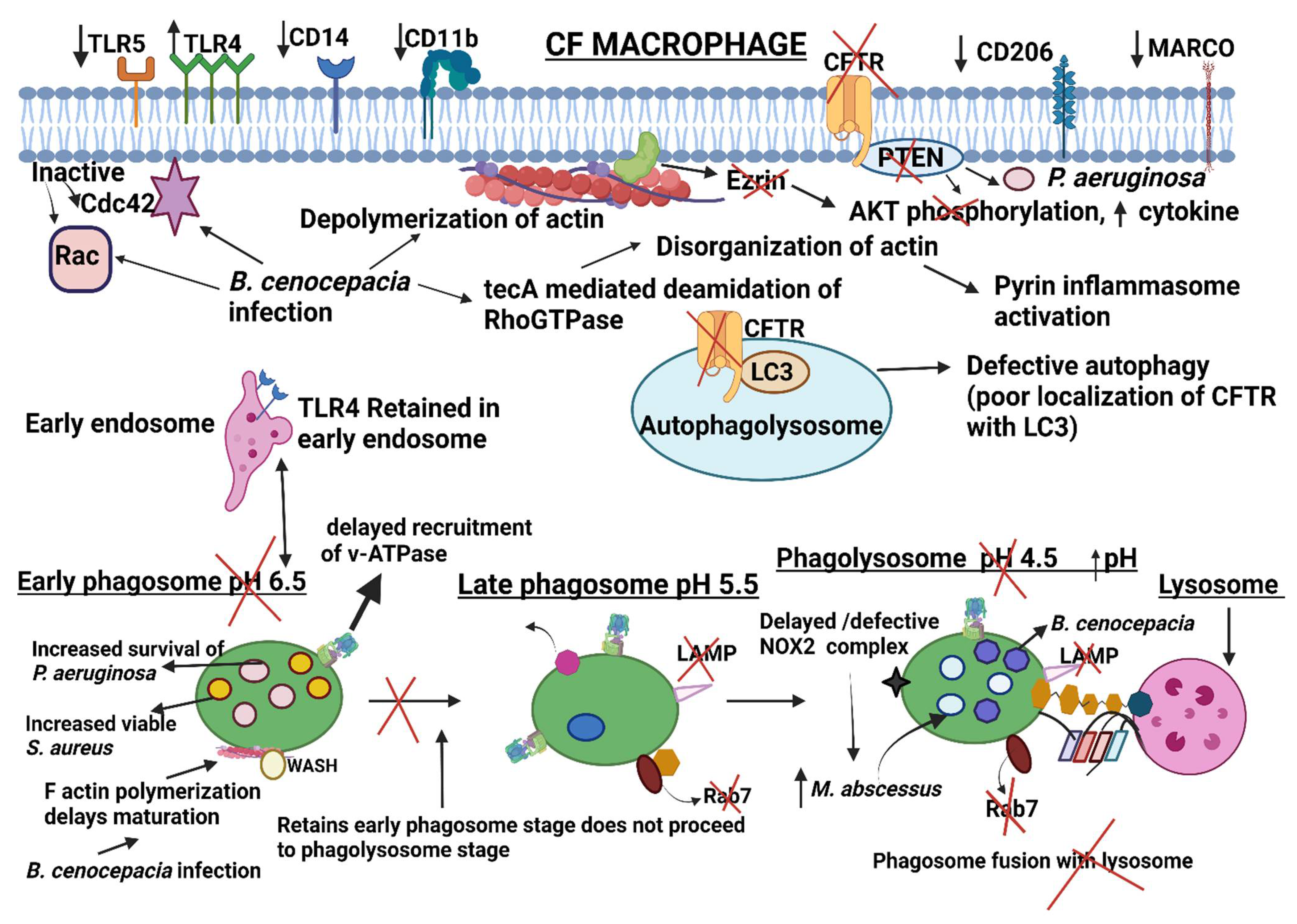 Ijms 23 07750 g003 Ijms 23 07750 g003