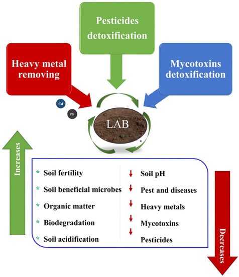 IJMS | Free Full-Text | Application Of Lactic Acid Bacteria (LAB) In ...