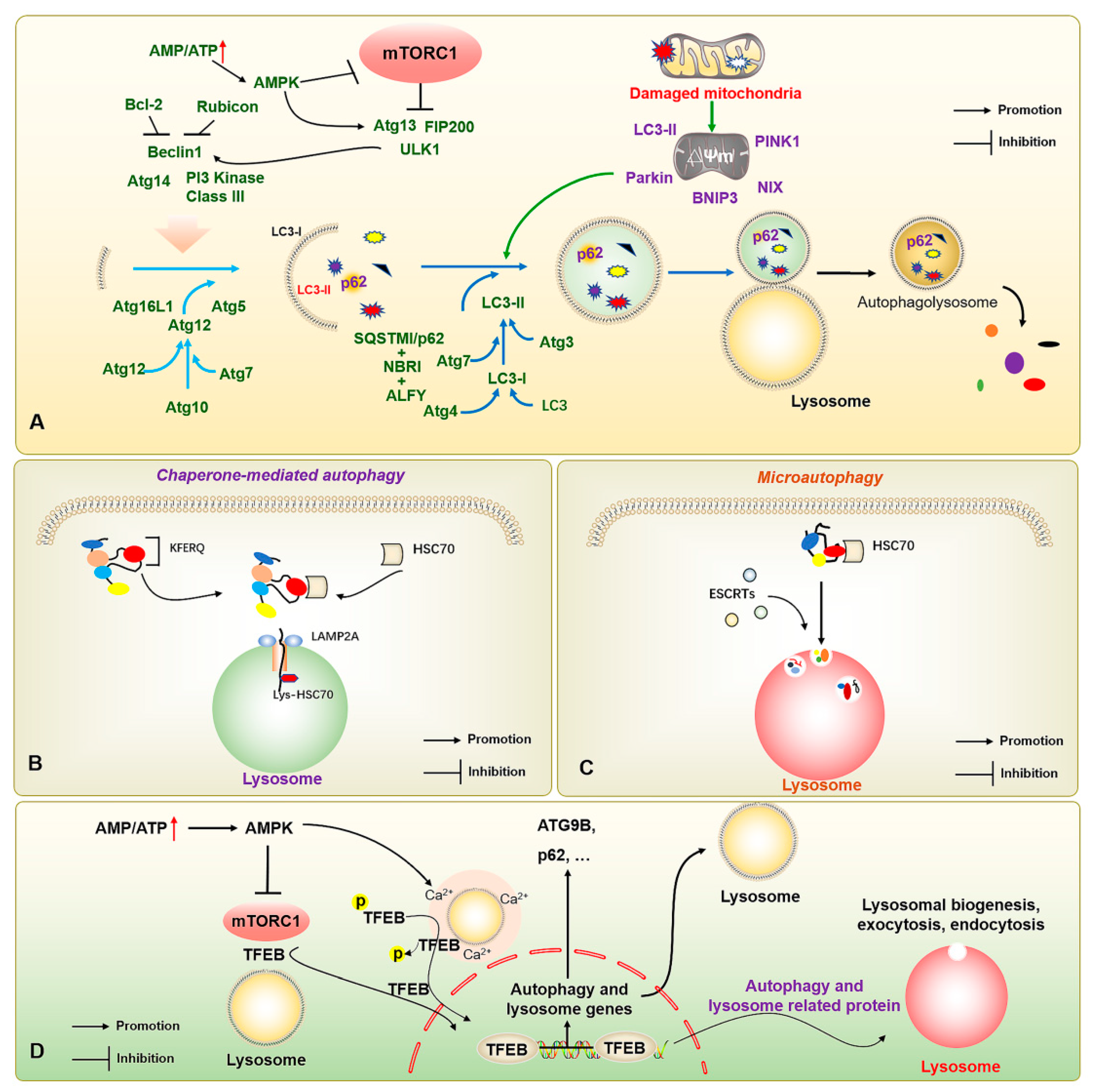 IJMS | Free Full-Text | The Potential Role of miRNA-Regulated 