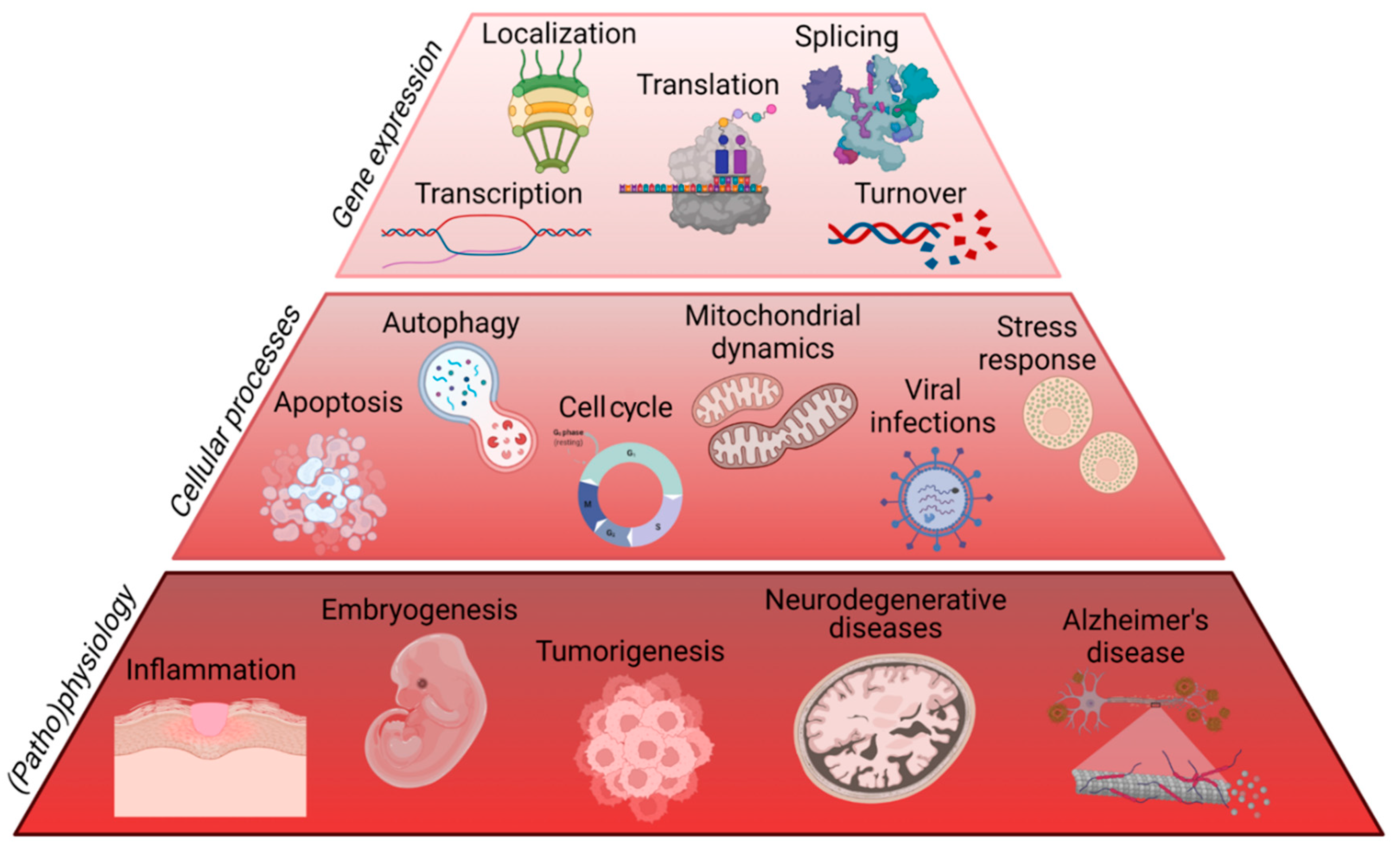 Ijms 23 07836 g005 Ijms 23 07836 g005