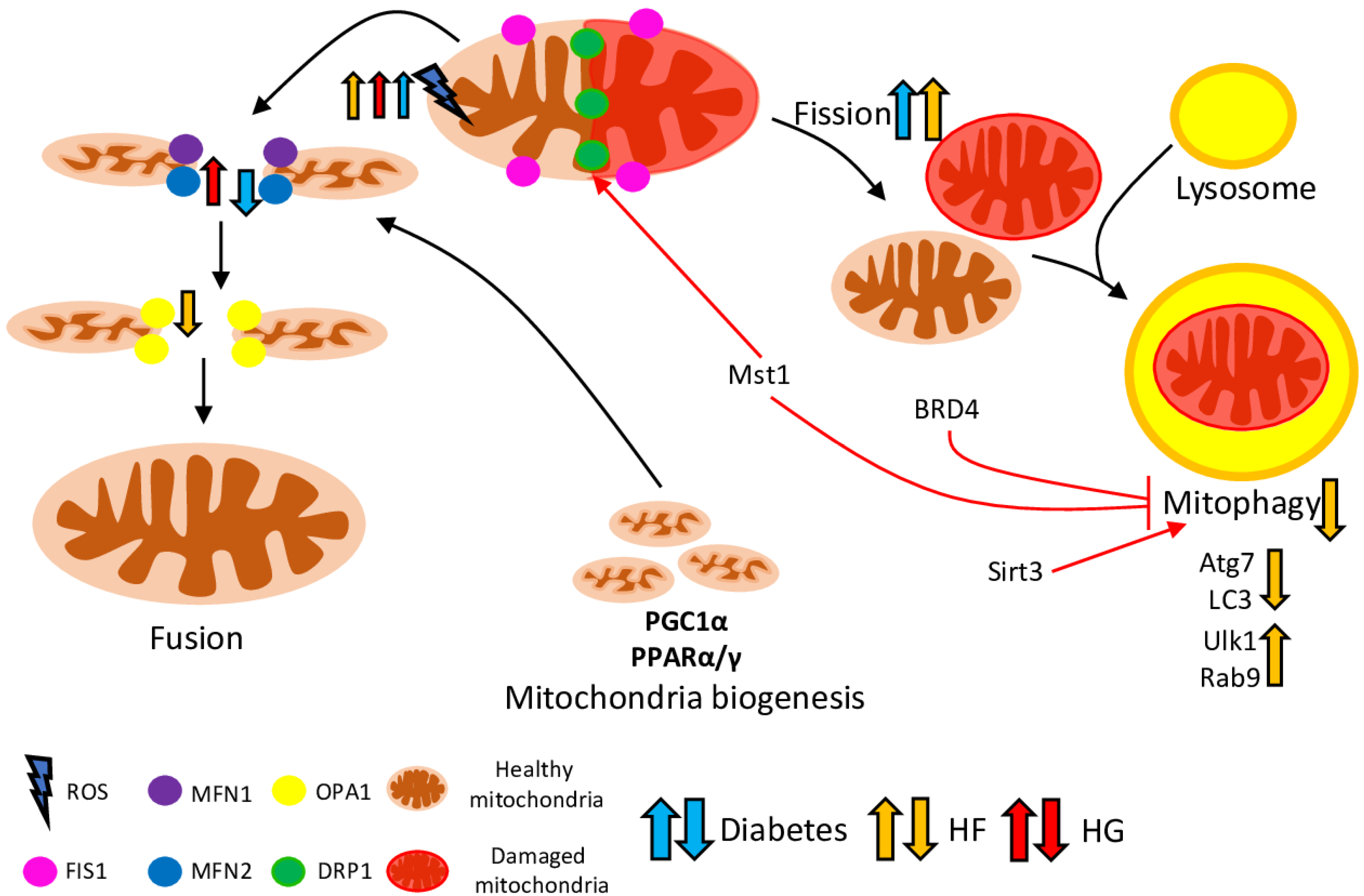 Ijms 23 07863 g001 Ijms 23 07863 g001