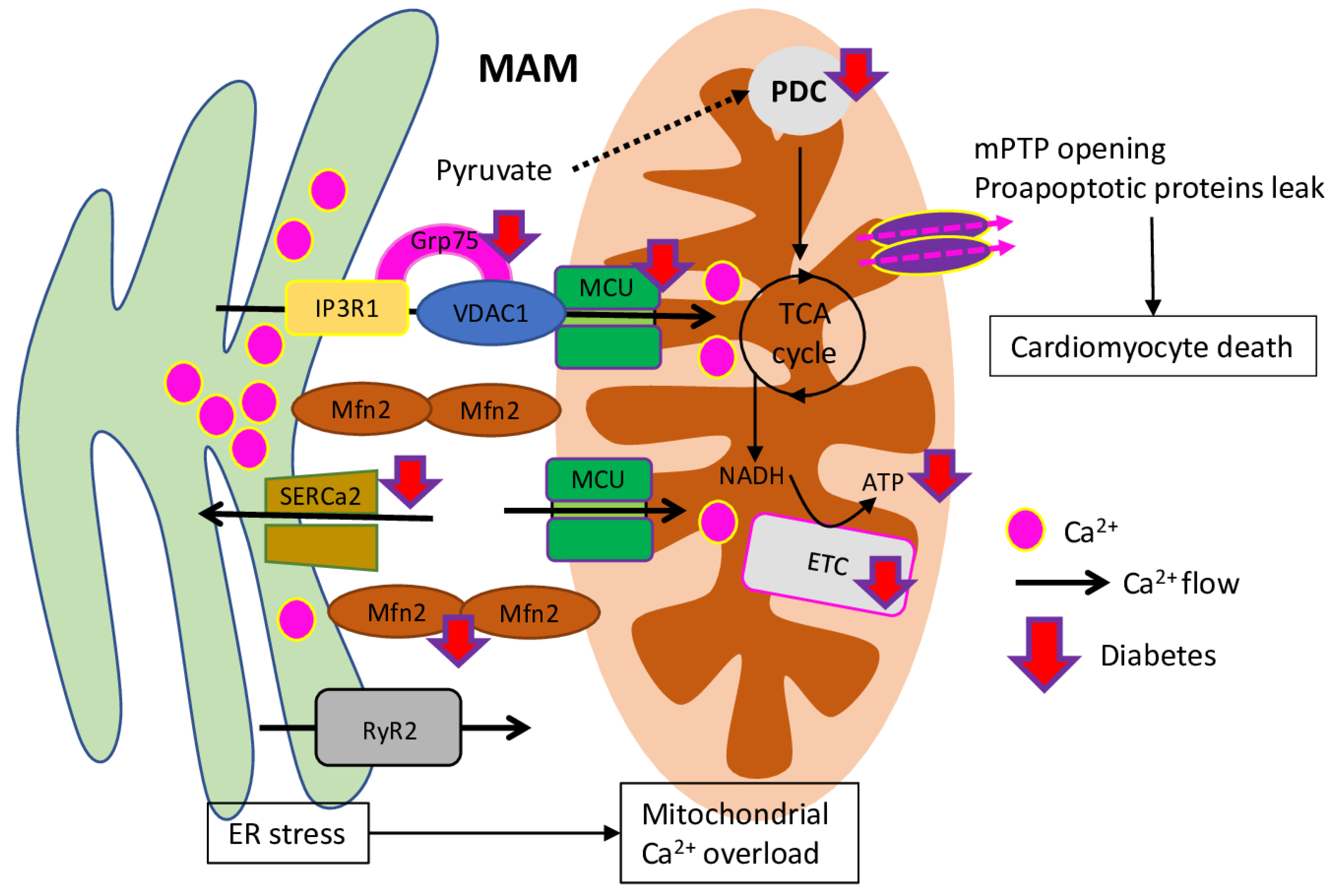 Ijms 23 07863 g002 Ijms 23 07863 g002