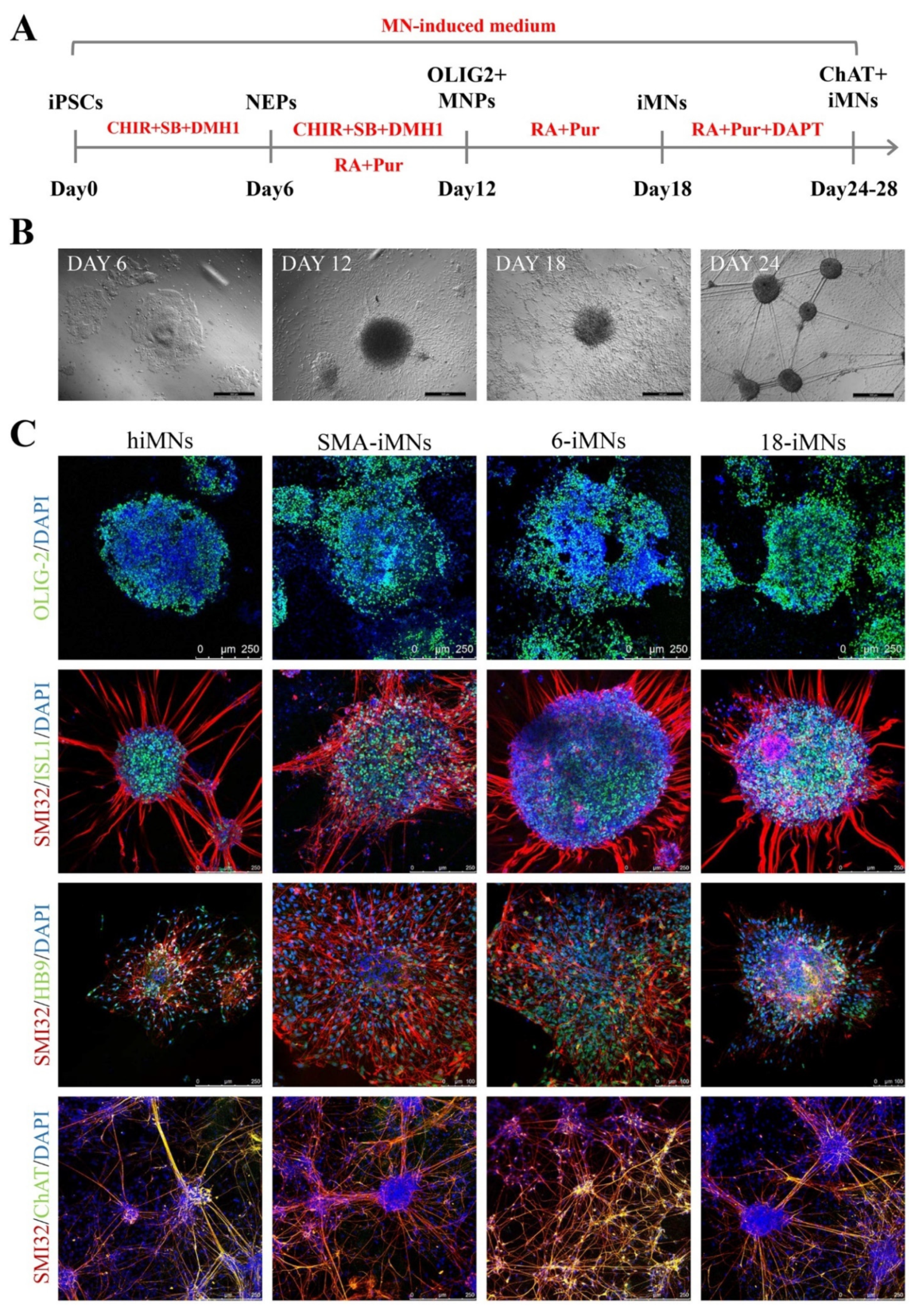 Ijms 23 07941 g004 Ijms 23 07941 g004