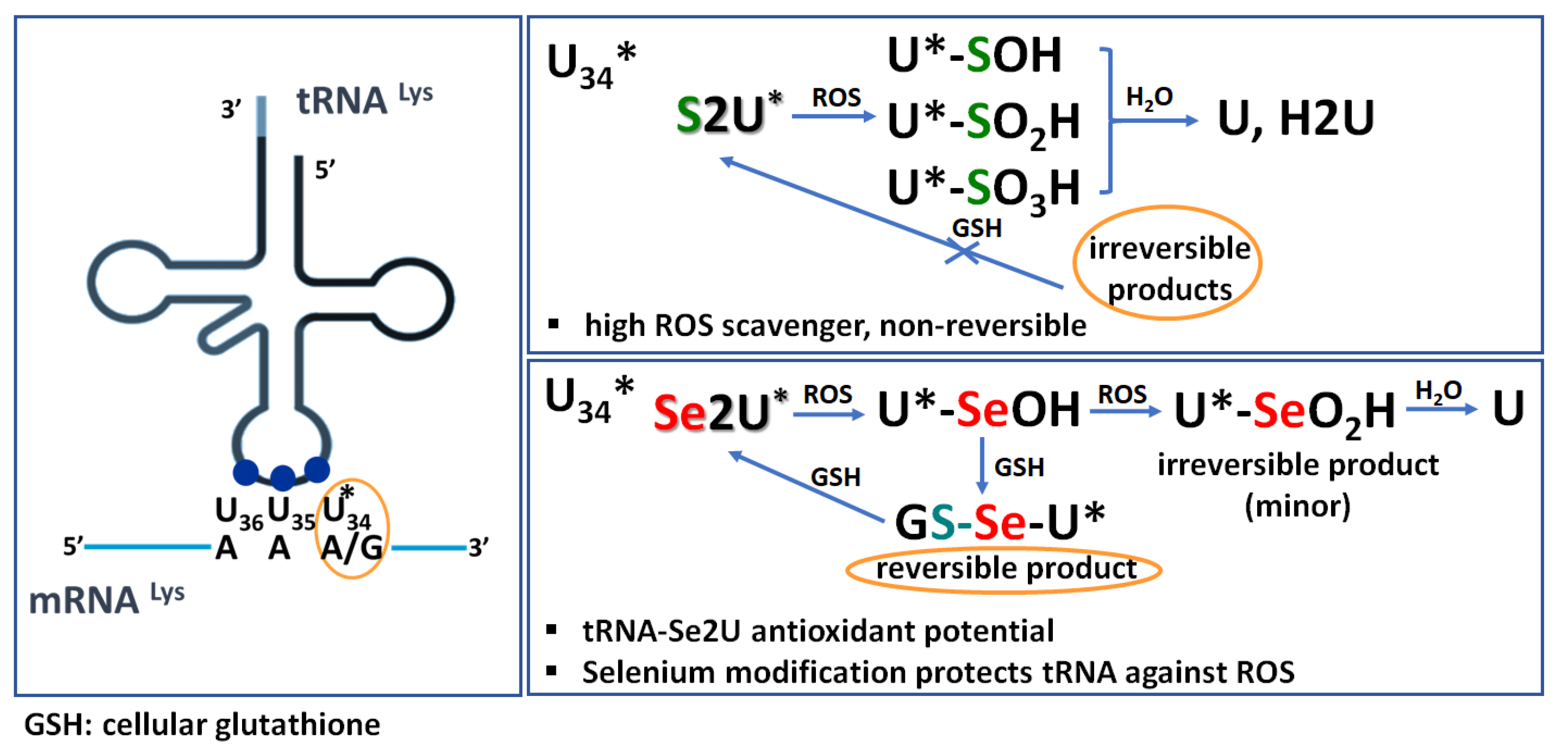 Ijms 23 07973 g012 Ijms 23 07973 g012