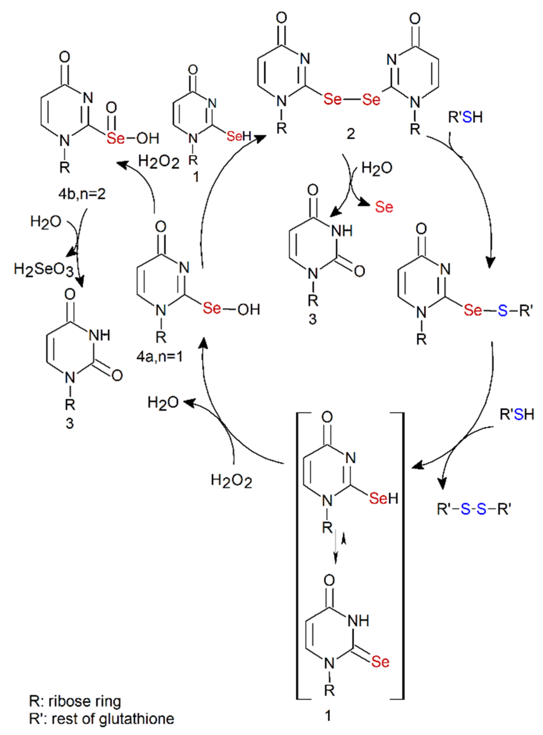Ijms 23 07973 sch003 Ijms 23 07973 sch003