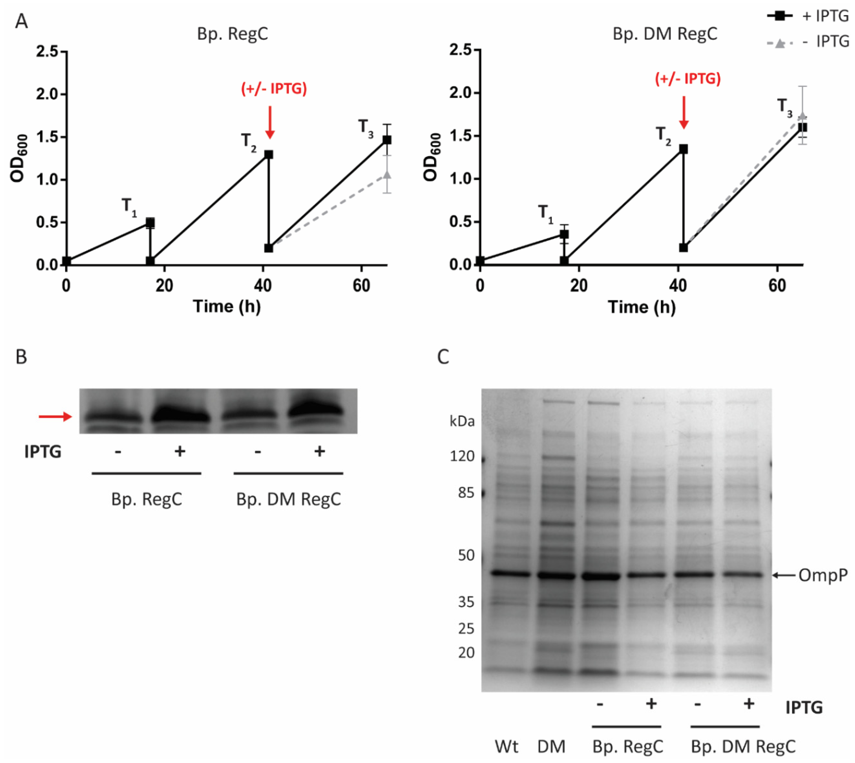 Ijms 23 08027 g002 Ijms 23 08027 g002