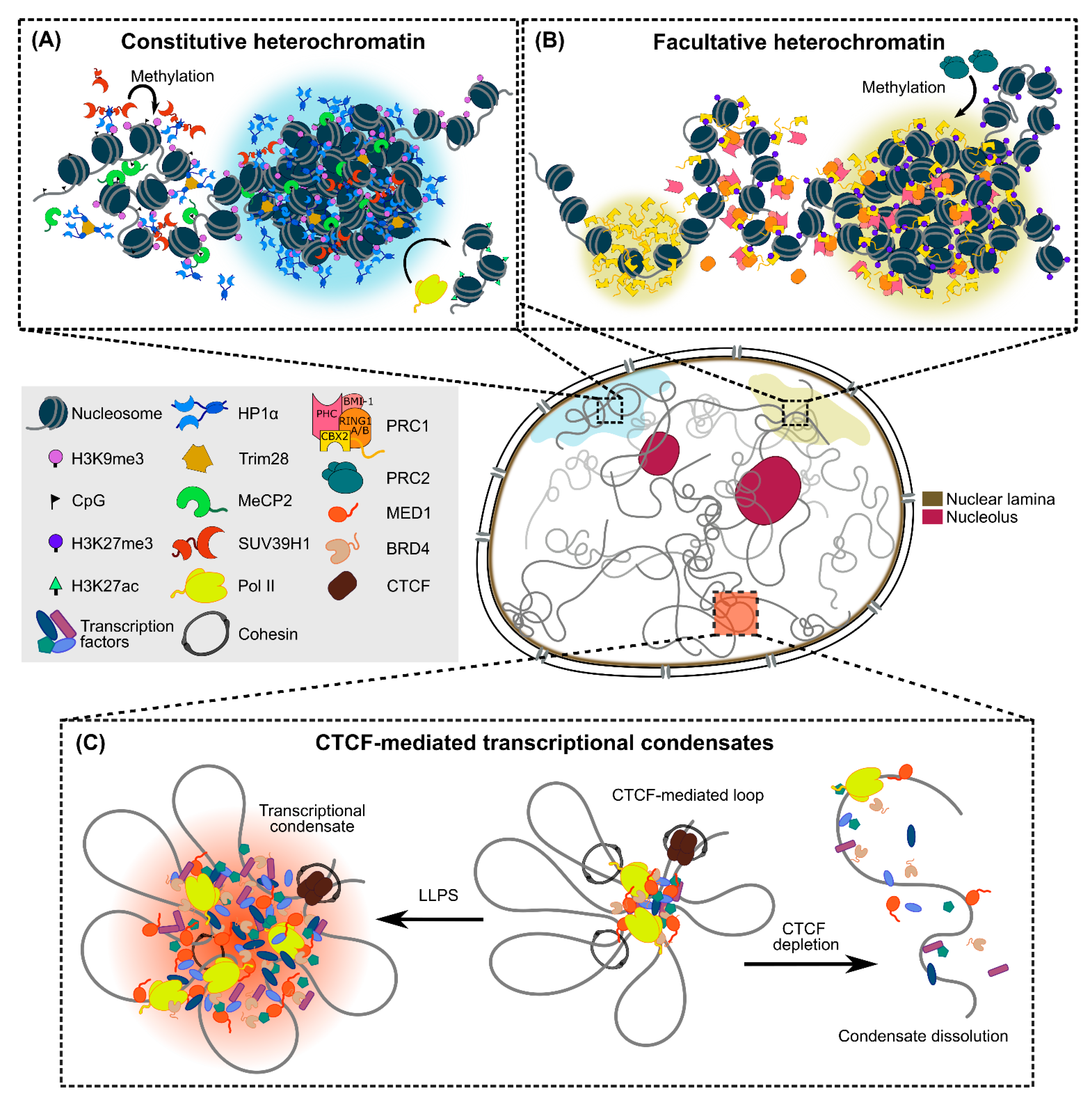IJMS | Free Full-Text | Phase Separation-Mediated Chromatin Organization  and Dynamics: From Imaging-Based Quantitative Characterizations to  Functional Implications | HTML