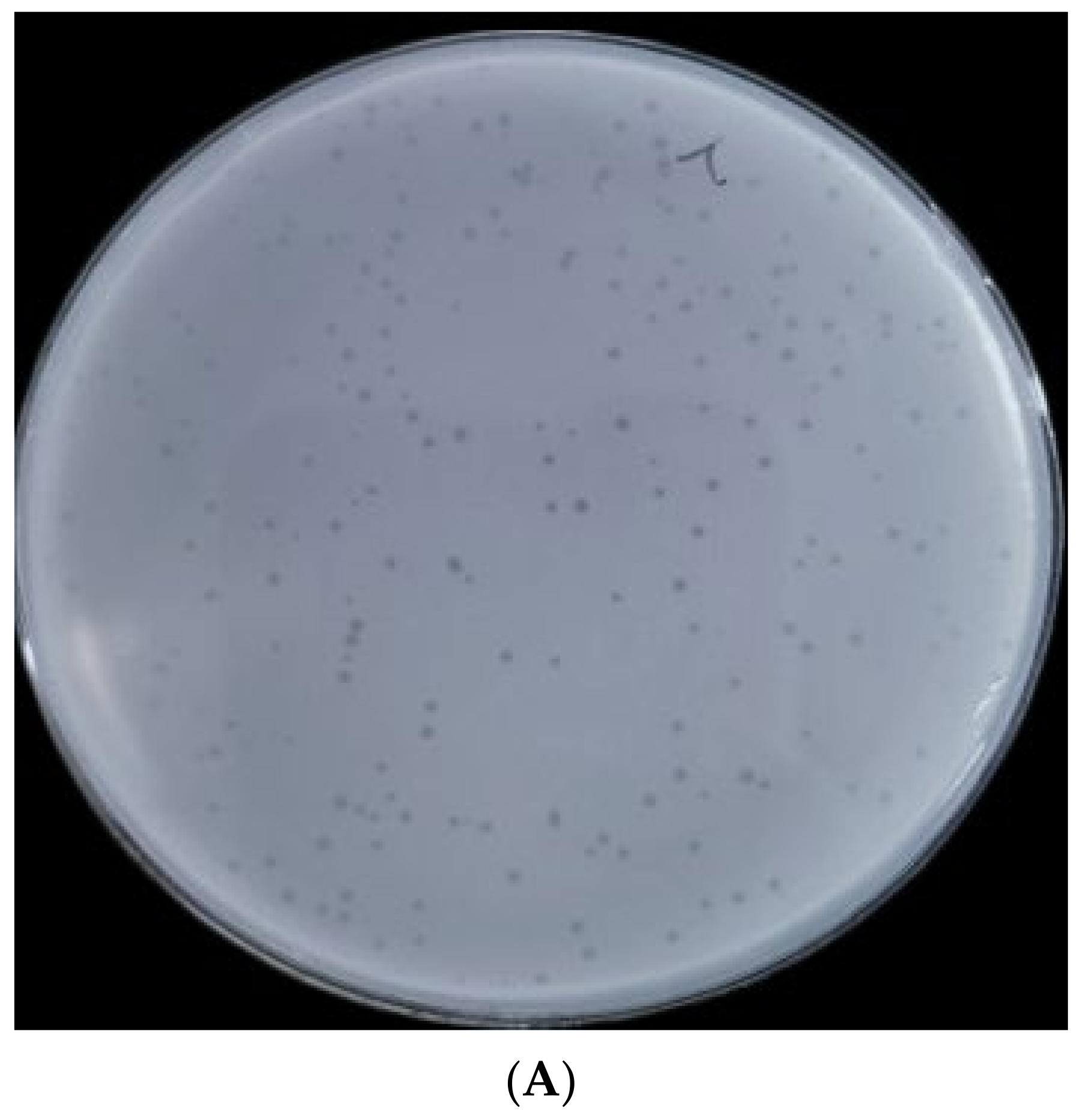 Ijms 23 08040 g001a Ijms 23 08040 g001a