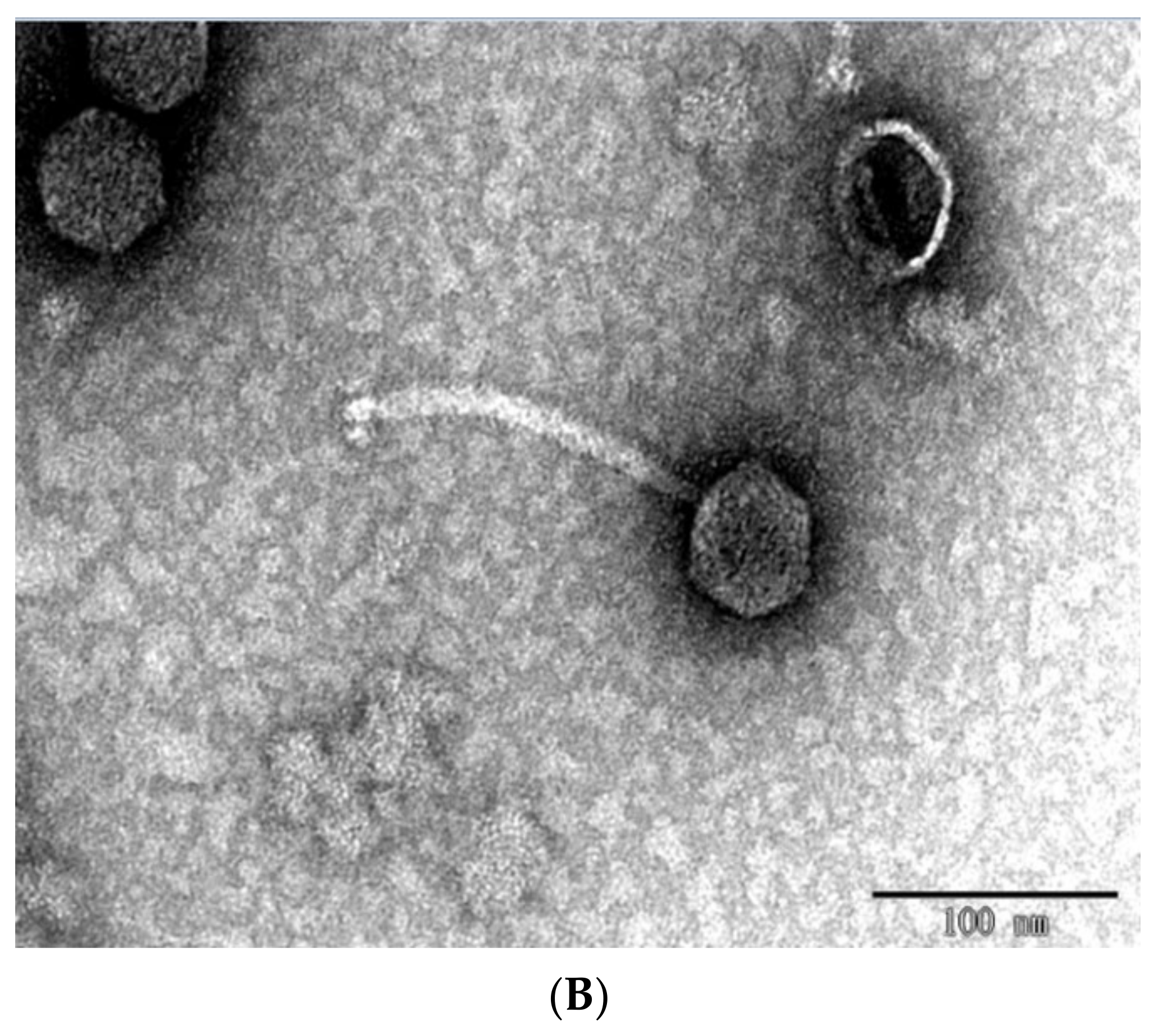 Ijms 23 08040 g001b Ijms 23 08040 g001b