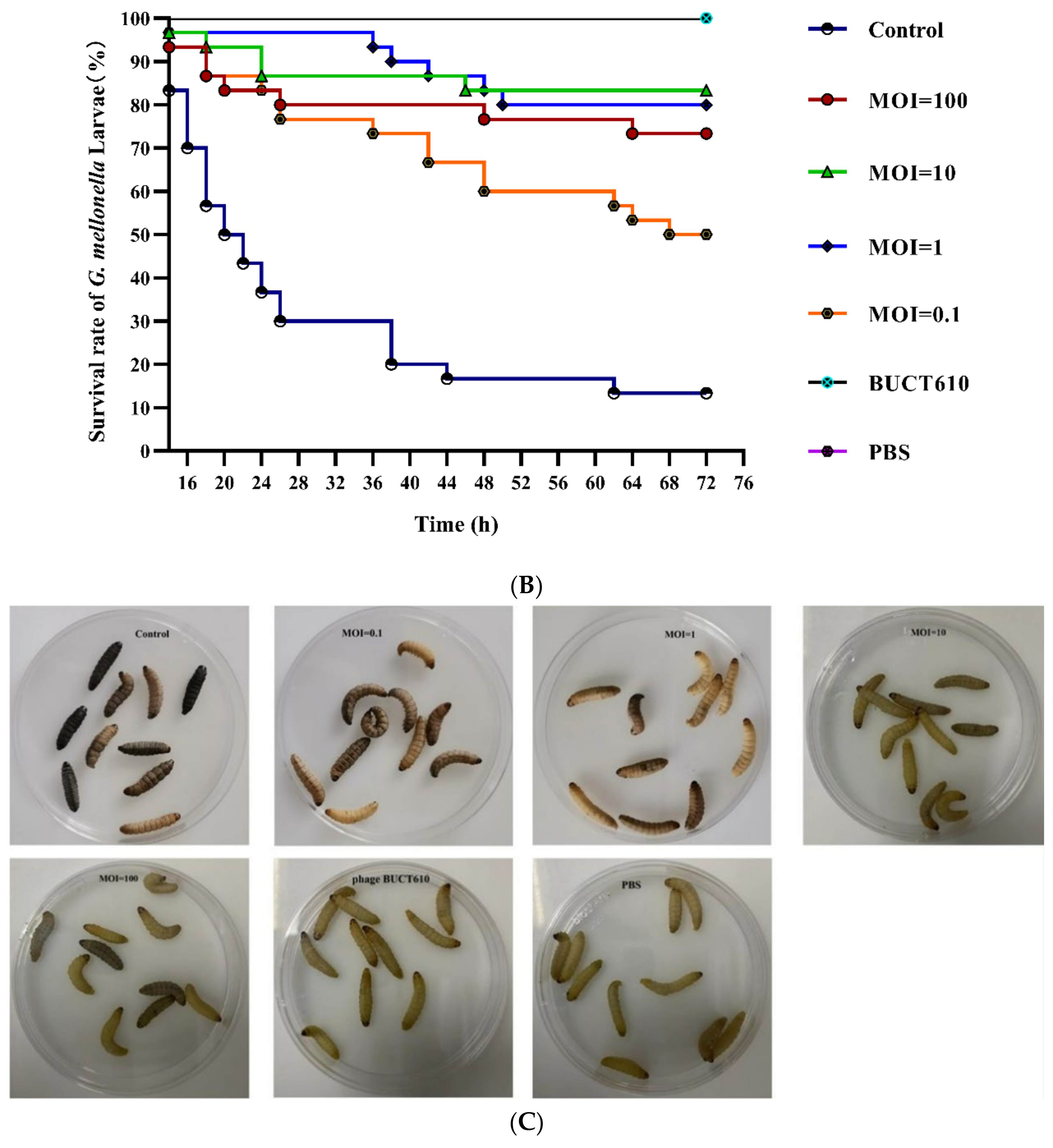 Ijms 23 08040 g006b Ijms 23 08040 g006b