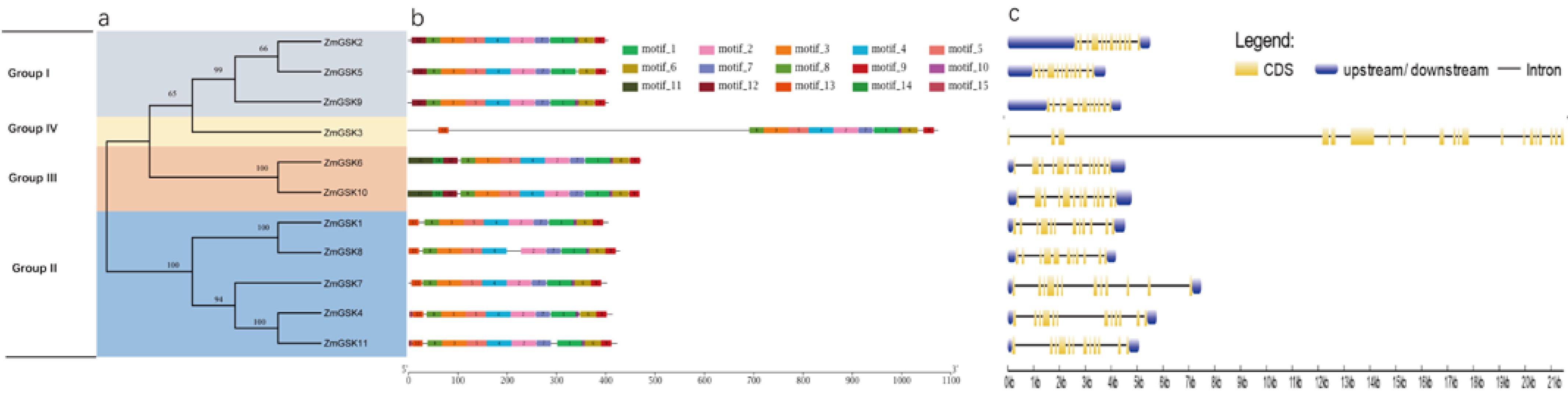 IJMS | Free Full-Text | Genome-Wide Characterization and Phylogenetic ...