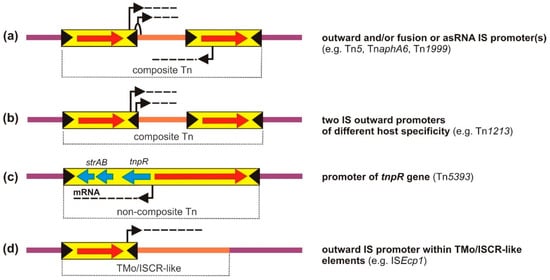 IJMS | Free Full-Text | How Do Transposable Elements Activate Expression of  Transcriptionally Silent Antibiotic Resistance Genes?