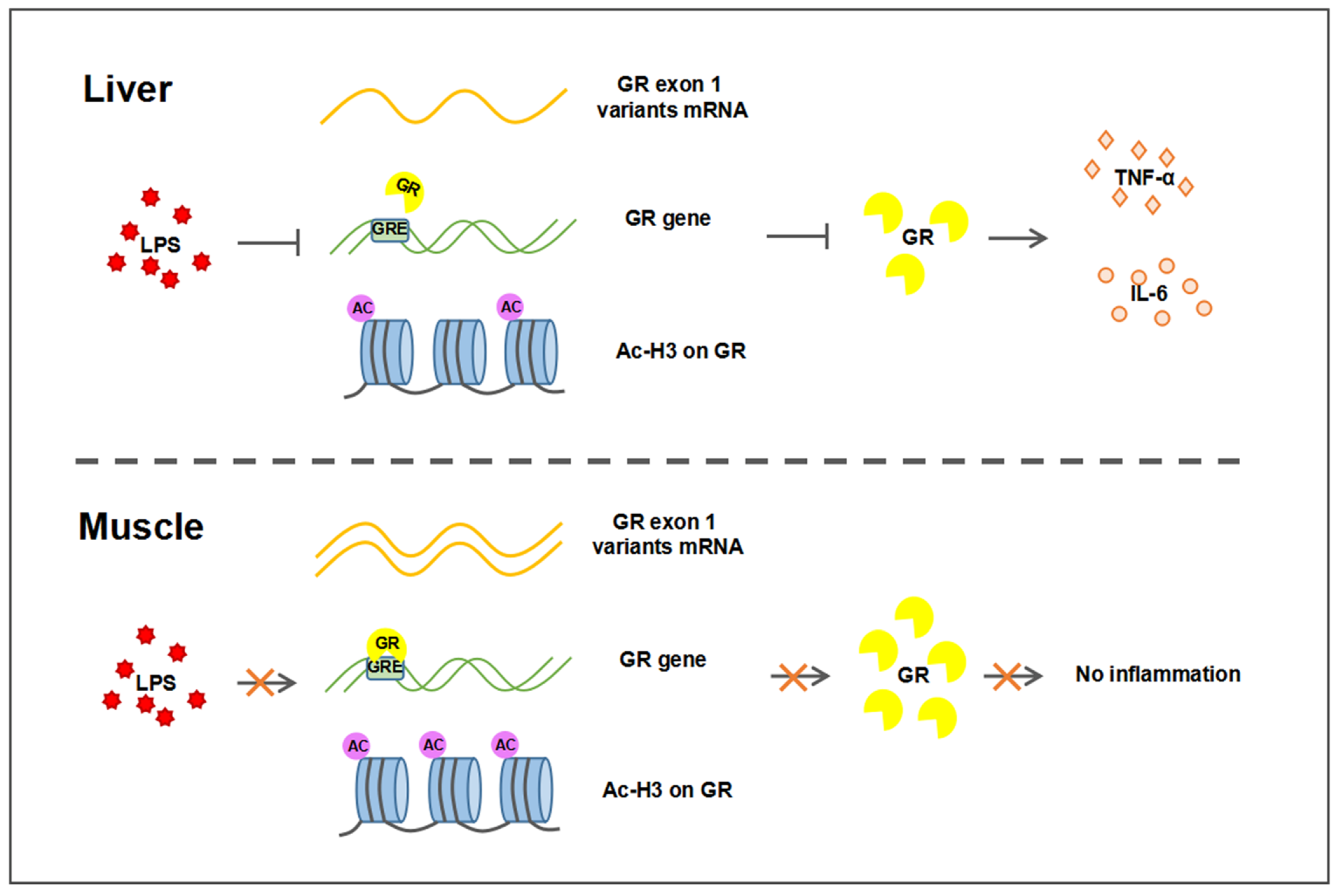 Ijms 23 08072 g007 Ijms 23 08072 g007
