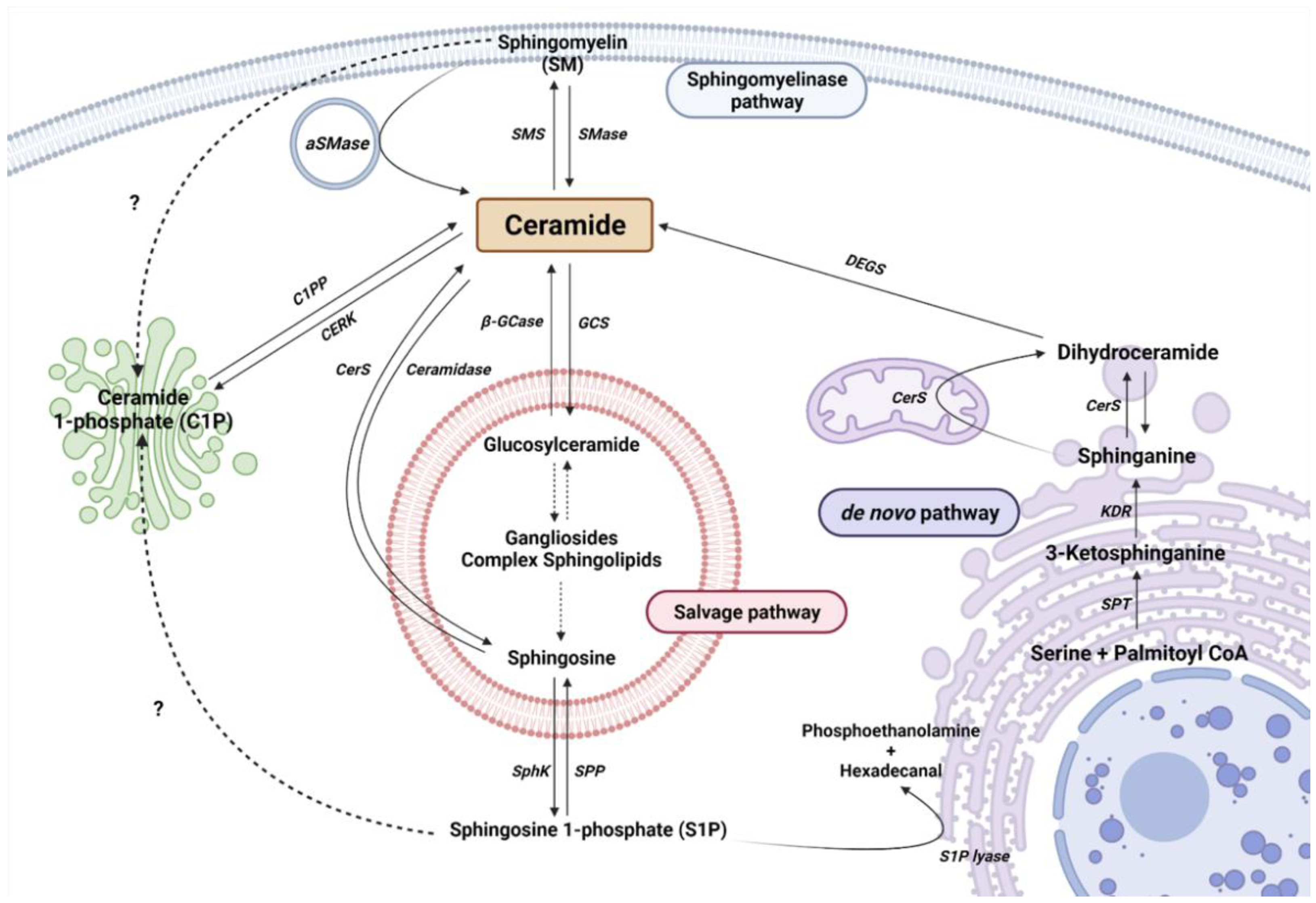 IJMS | Free Full-Text | Ceramide/Sphingosine 1-Phosphate Axis as a Key  Target for Diagnosis and Treatment in Alzheimer&rsquo;s Disease and Other  Neurodegenerative Diseases