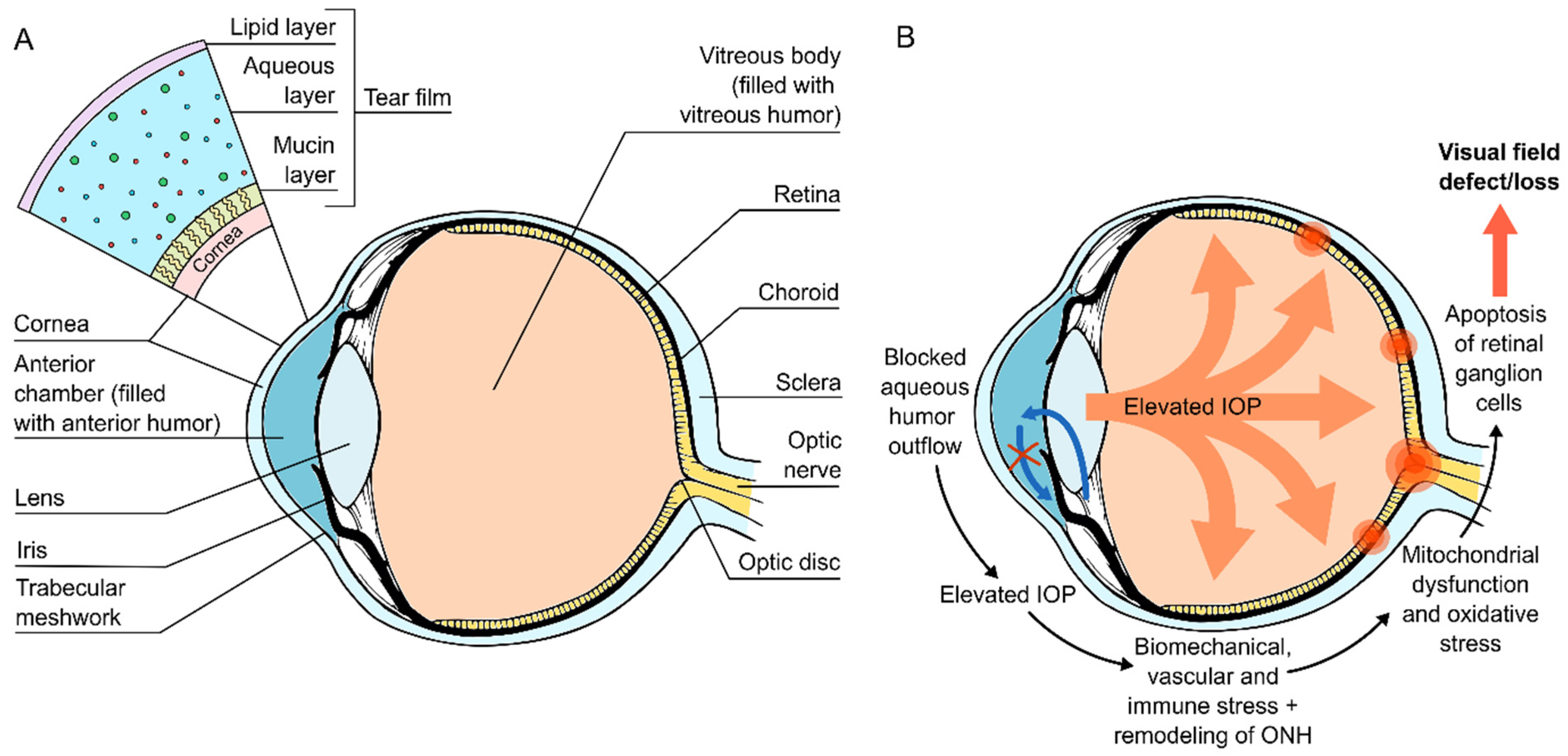 IJMS | Free Full-Text | Clinical Tear Fluid Proteomics&mdash;A Novel Tool  in Glaucoma Research