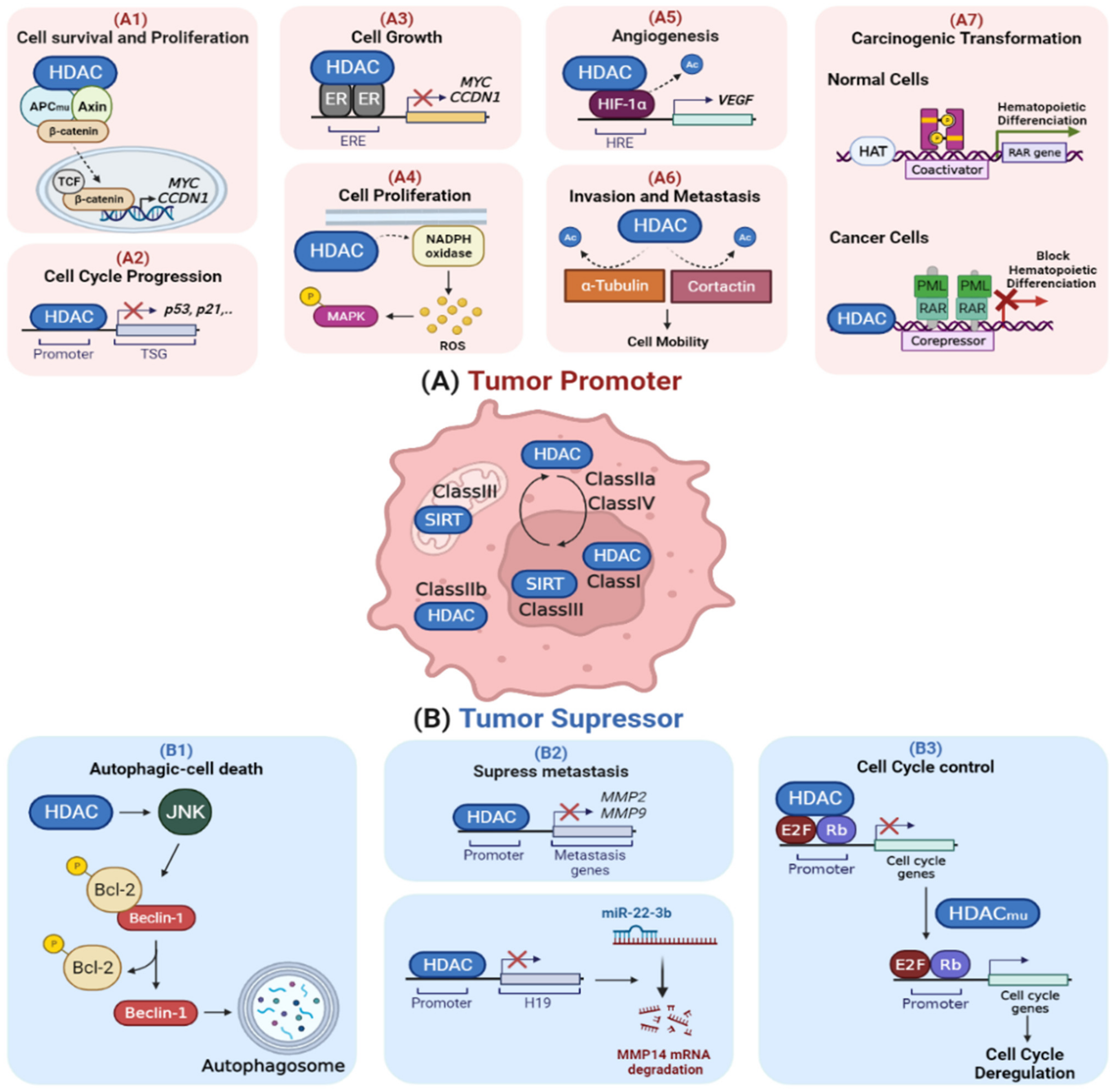 IJMS | Free Full-Text | The Role of HDACs in the Response of Cancer Cells  to Cellular Stress and the Potential for Therapeutic Intervention | HTML