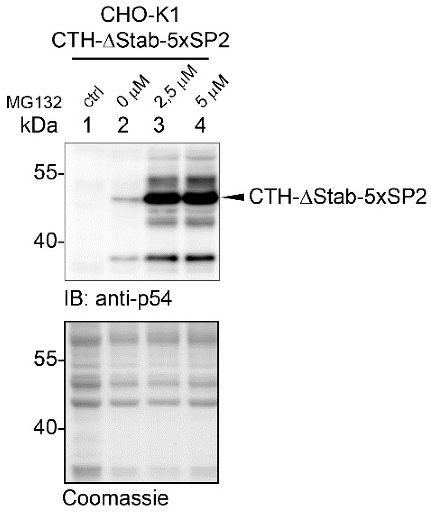 Ijms 23 08168 g002 Ijms 23 08168 g002