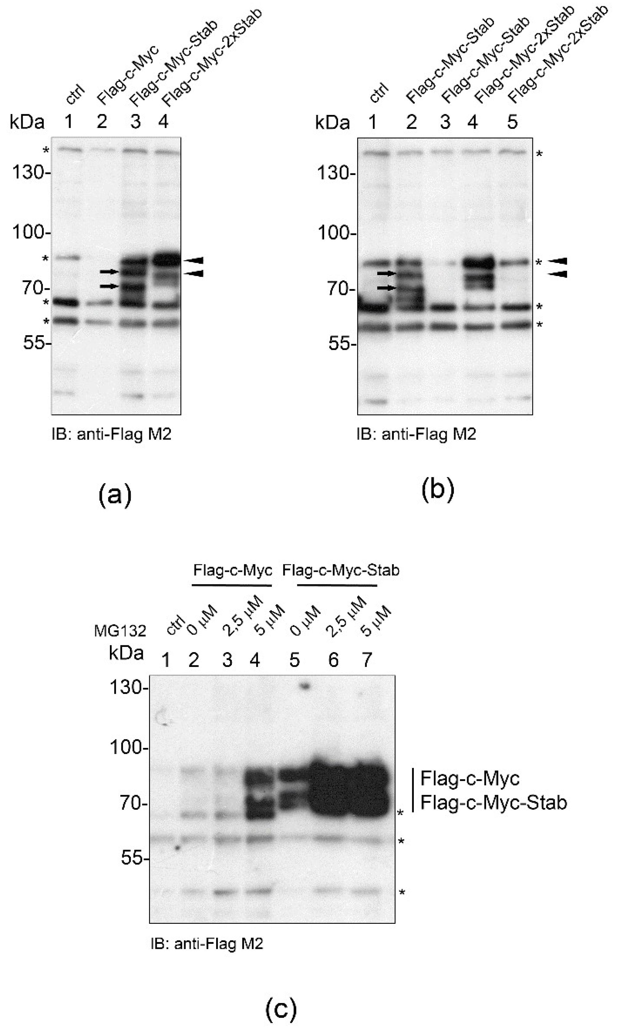 Ijms 23 08168 g003 Ijms 23 08168 g003