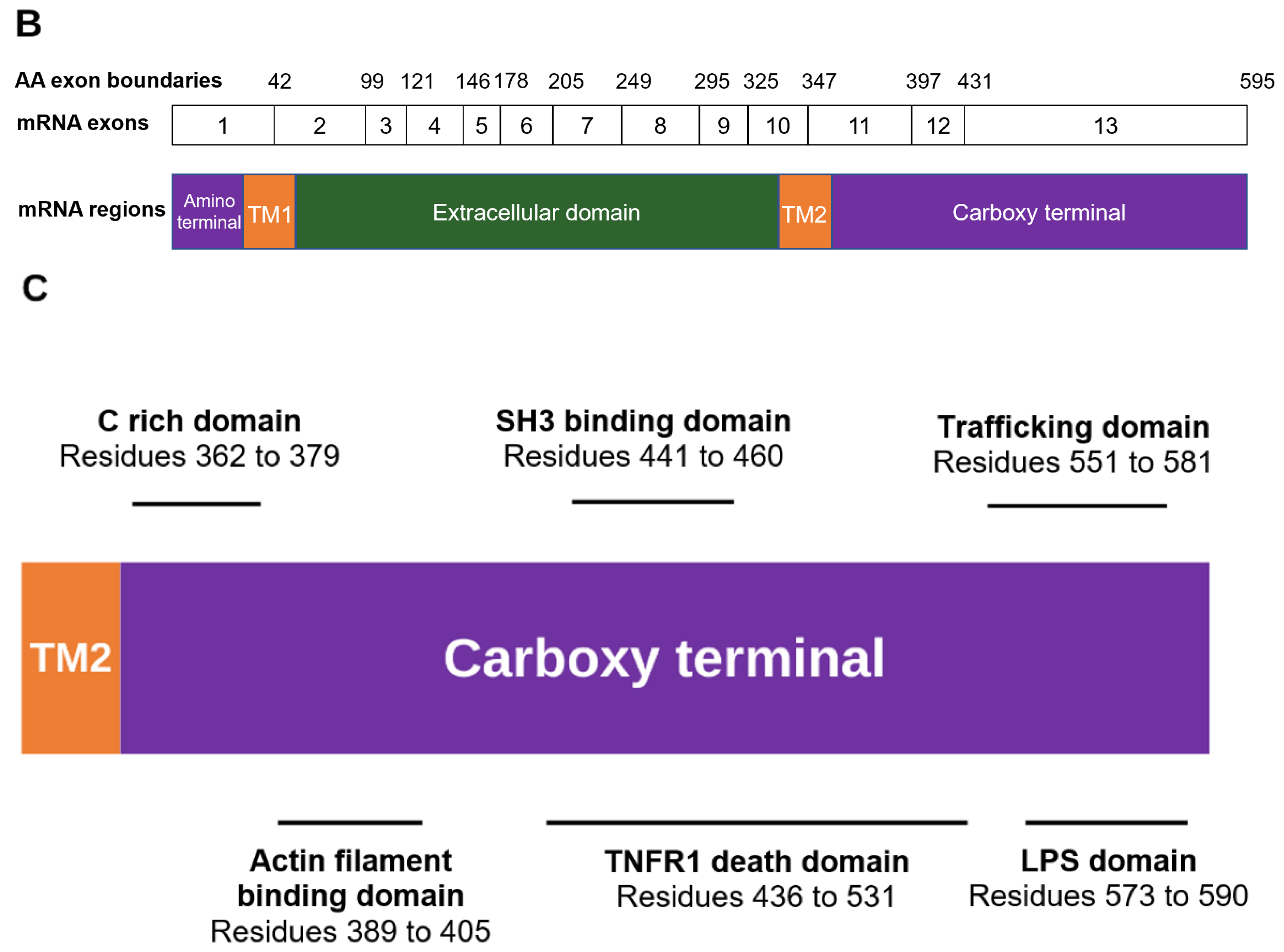 Ijms 23 08174 g002b Ijms 23 08174 g002b