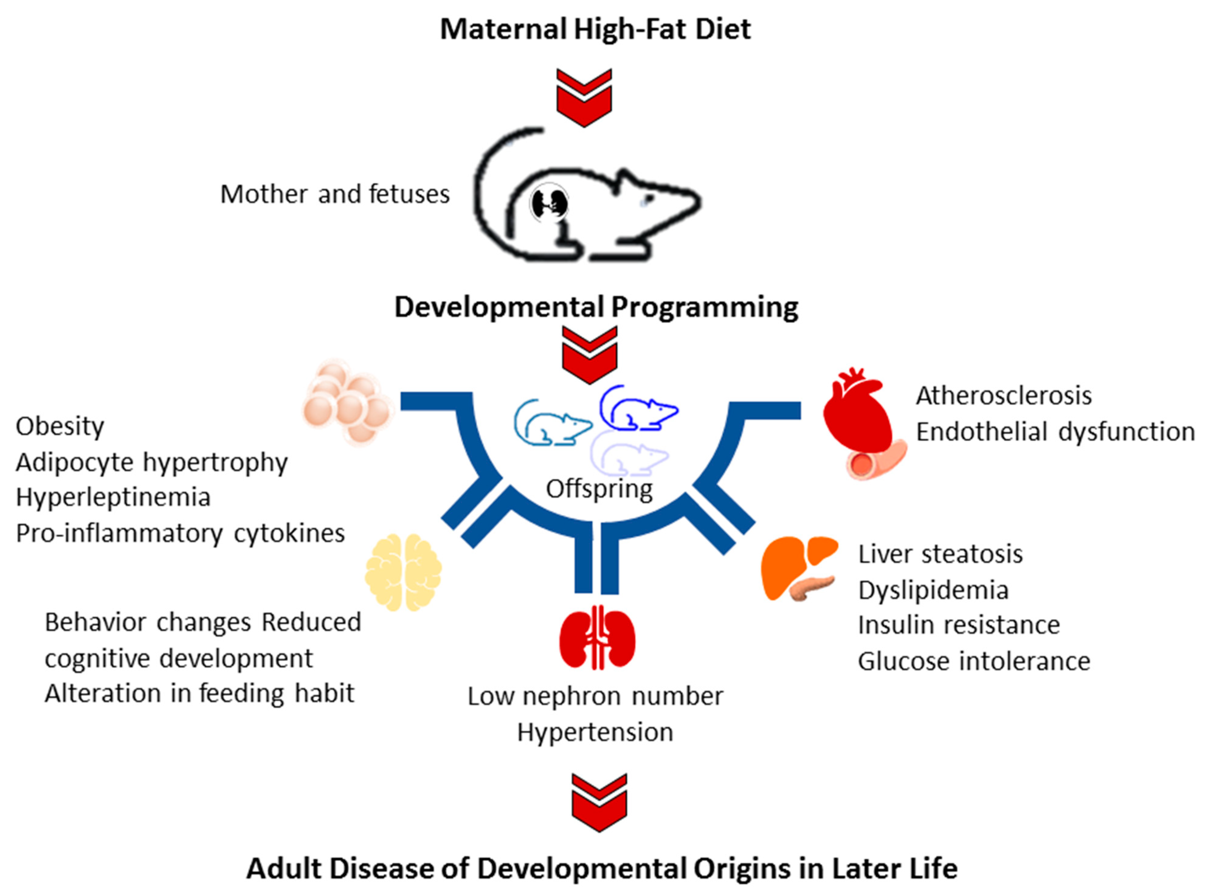 AN EXPECTANT MOTHER'S DIET IMPACTS FETAL PROGRAMMING FOR LIFE – Southend  Natural Medicine