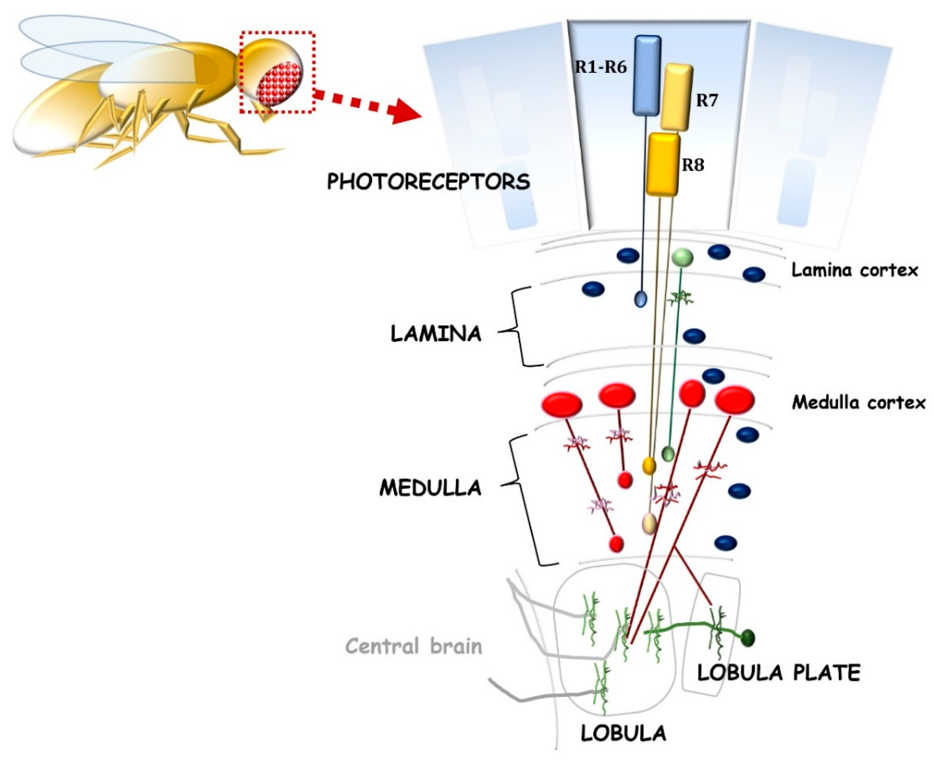 Ijms 23 08180 g002 Ijms 23 08180 g002
