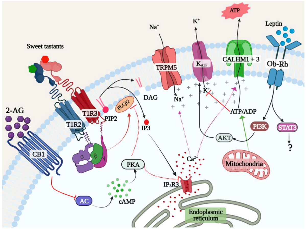 Ijms 23 08225 g003 Ijms 23 08225 g003