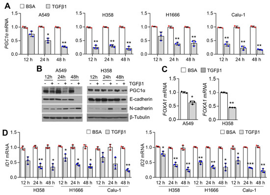 IJMS | Free Full-Text | PGC1α Cooperates with FOXA1 to