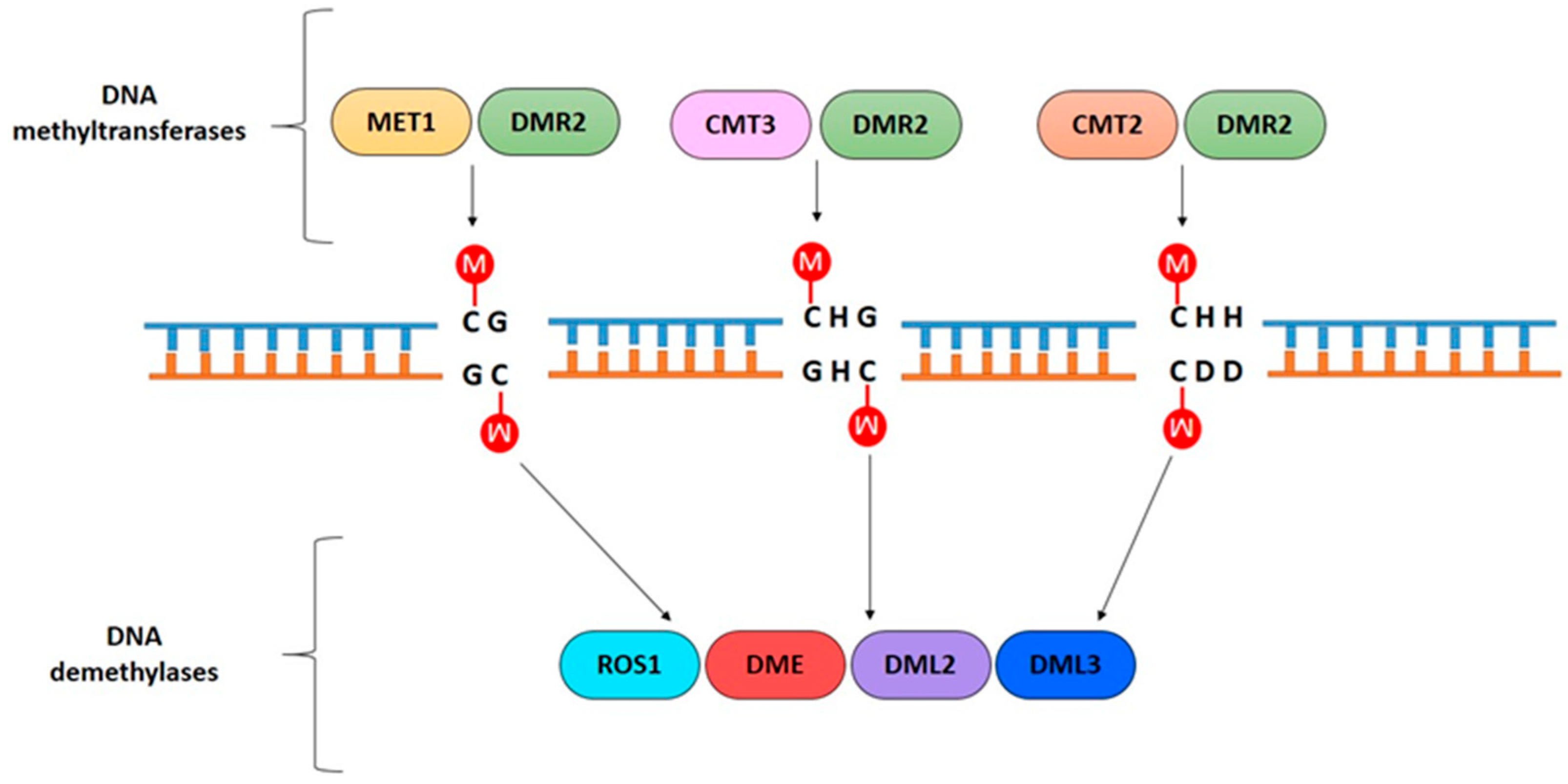 IJMS | Free Full-Text | Plant DNA Methylation: An Epigenetic Mark