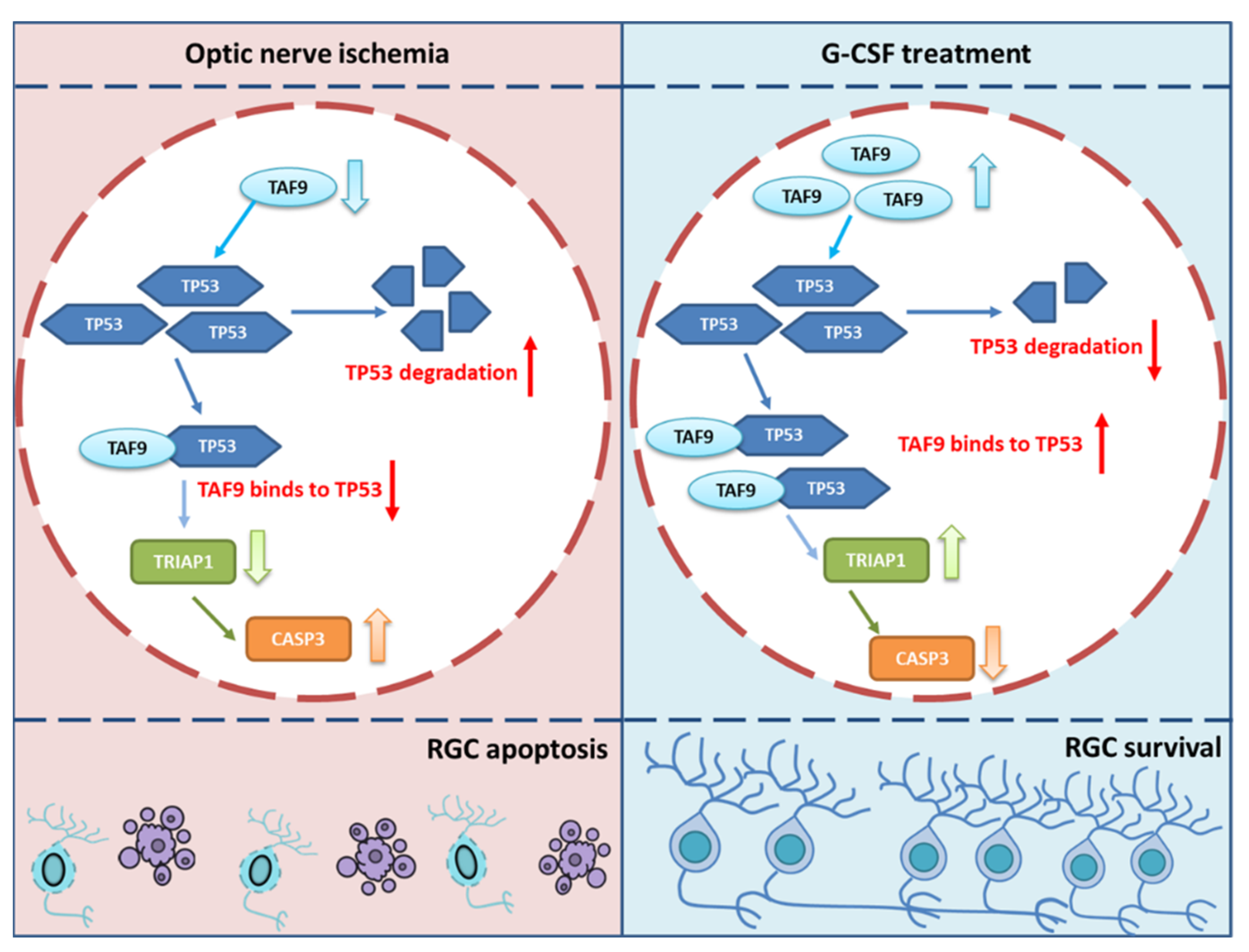 Ijms 23 08359 g009 Ijms 23 08359 g009
